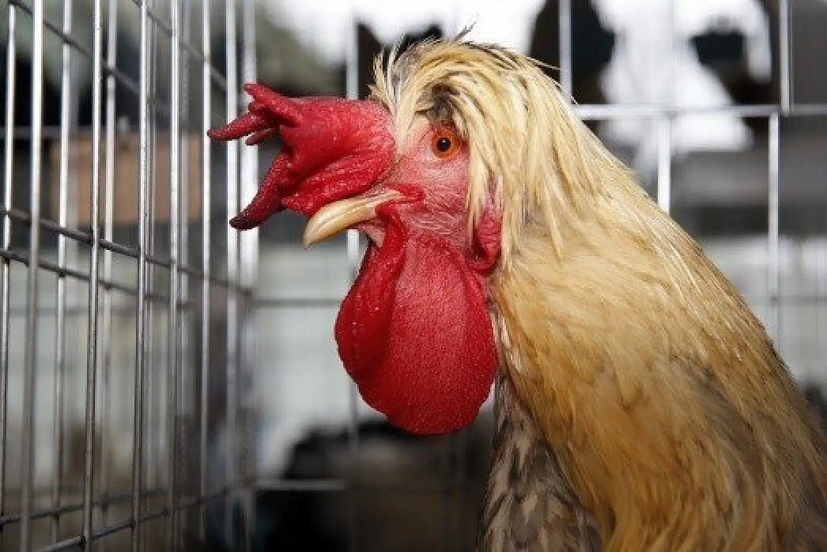 Horoz-tavuk çifti için müzayedede 30 bin 461 lira