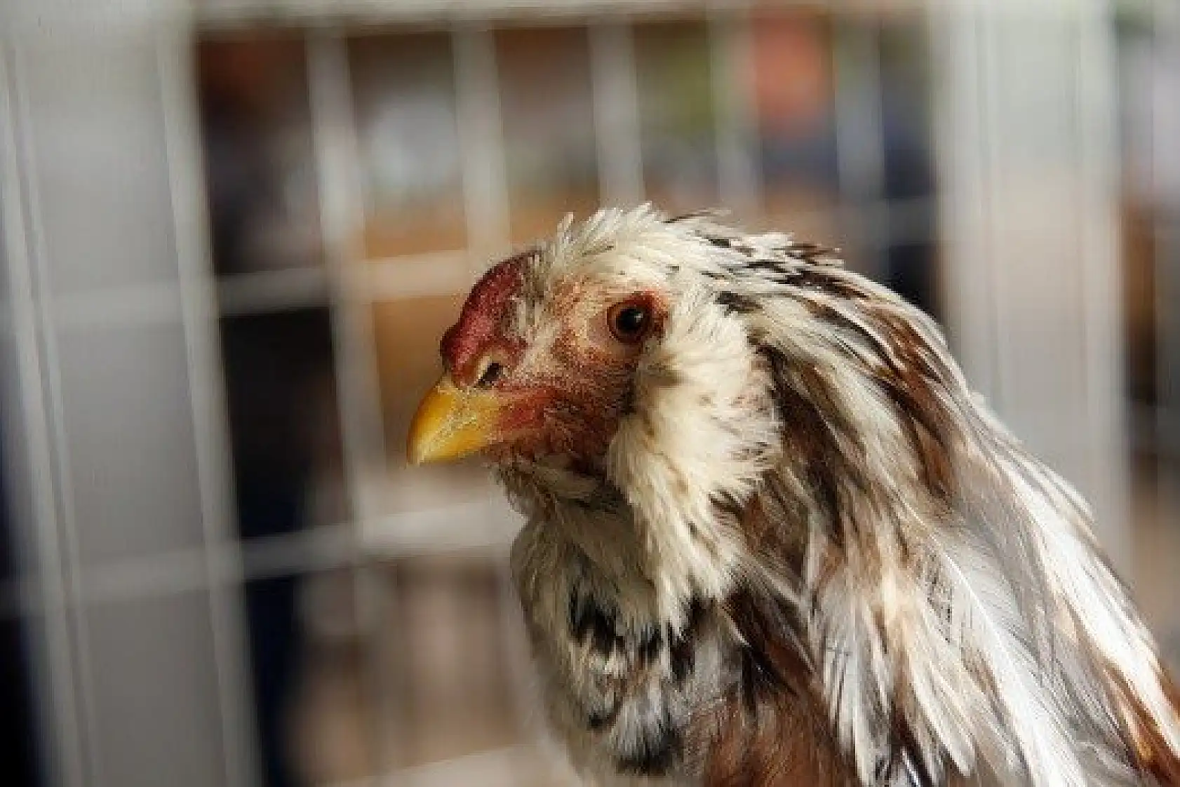 Horoz-tavuk çifti için müzayedede 30 bin 461 lira