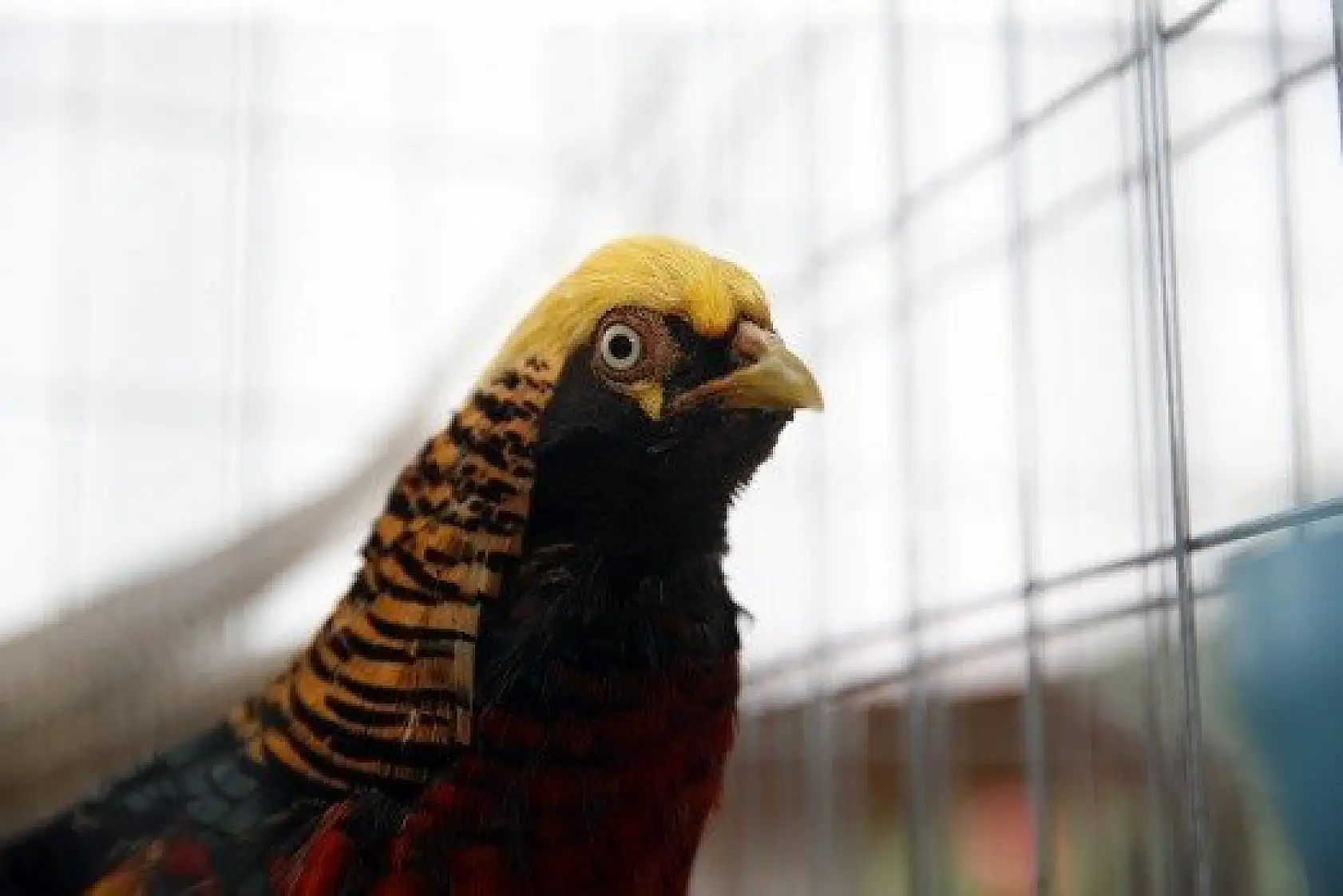 Horoz-tavuk çifti için müzayedede 30 bin 461 lira