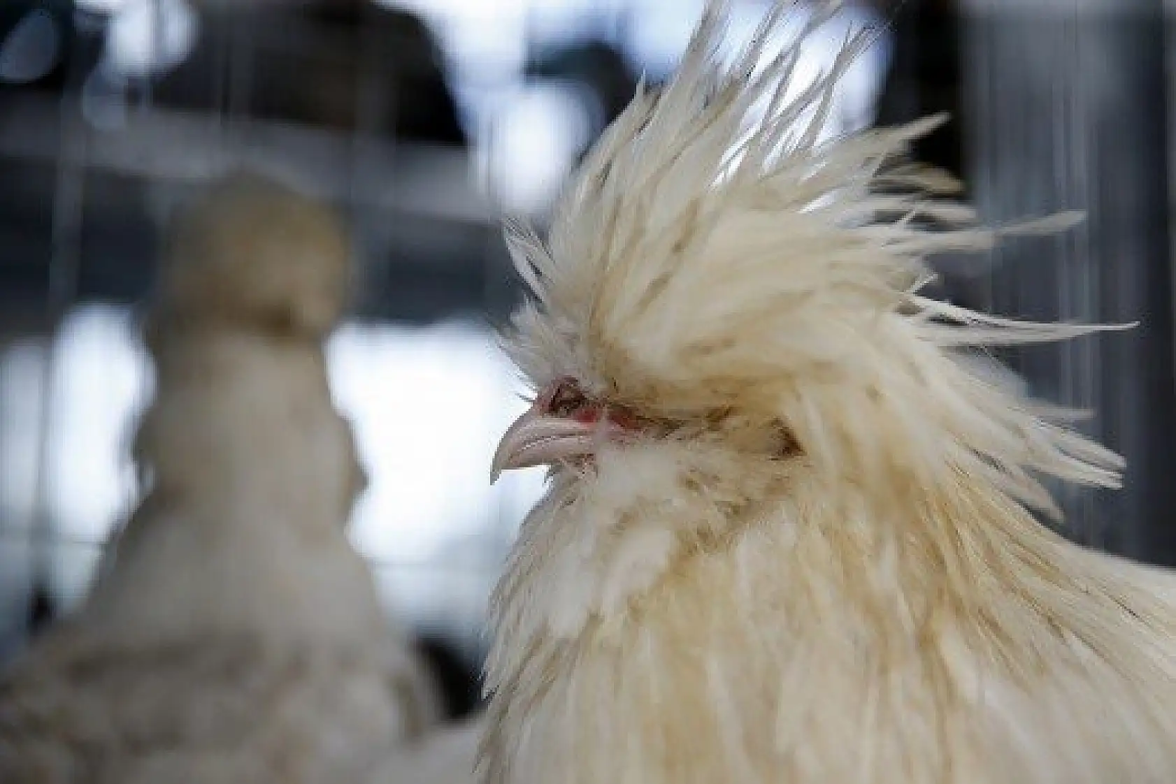 Horoz-tavuk çifti için müzayedede 30 bin 461 lira