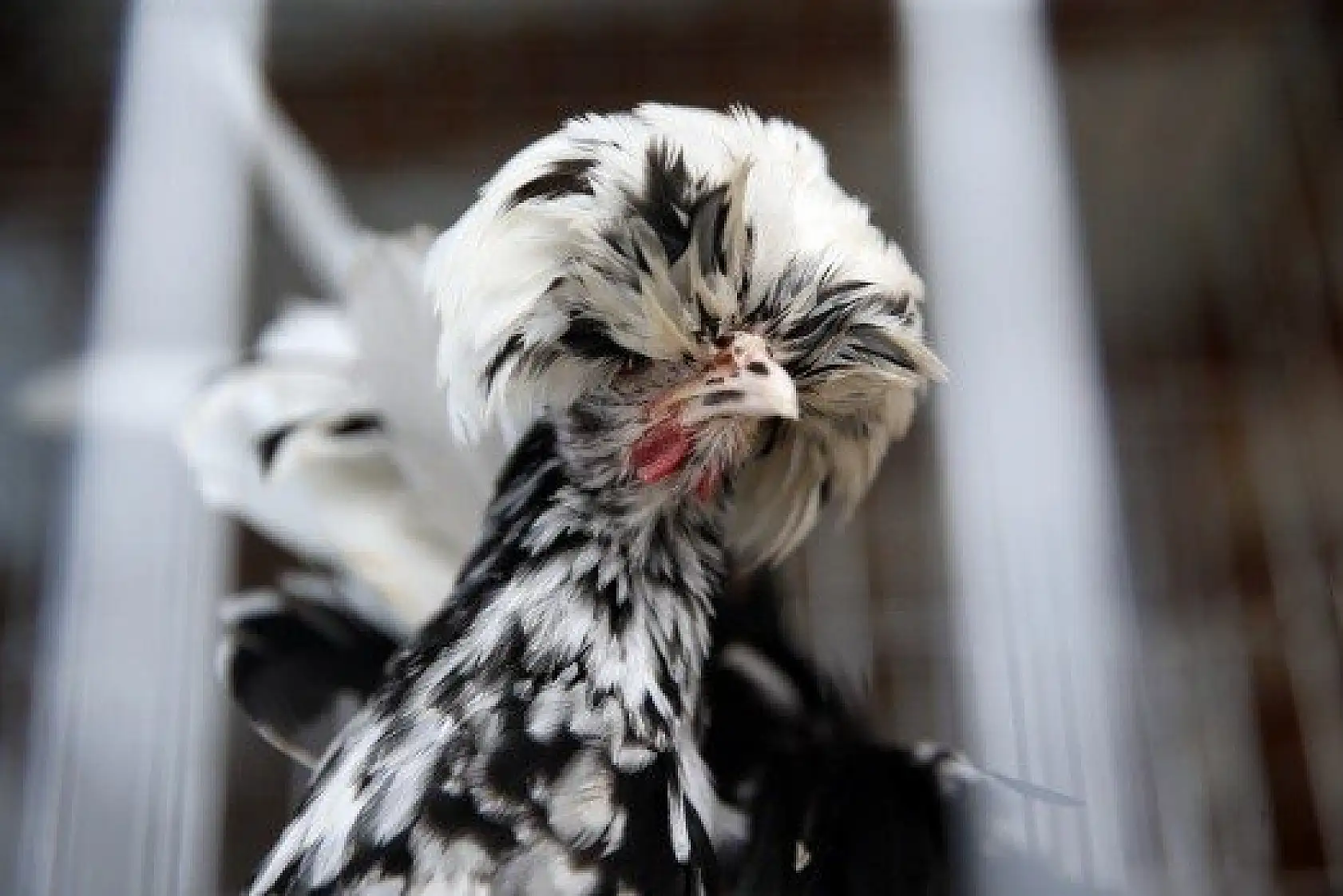 Horoz-tavuk çifti için müzayedede 30 bin 461 lira