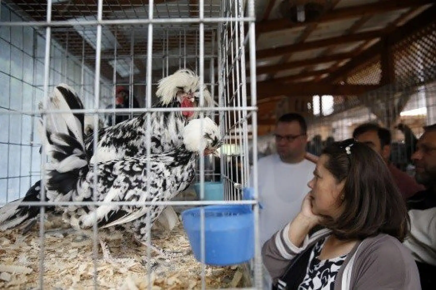 Horoz-tavuk çifti için müzayedede 30 bin 461 lira