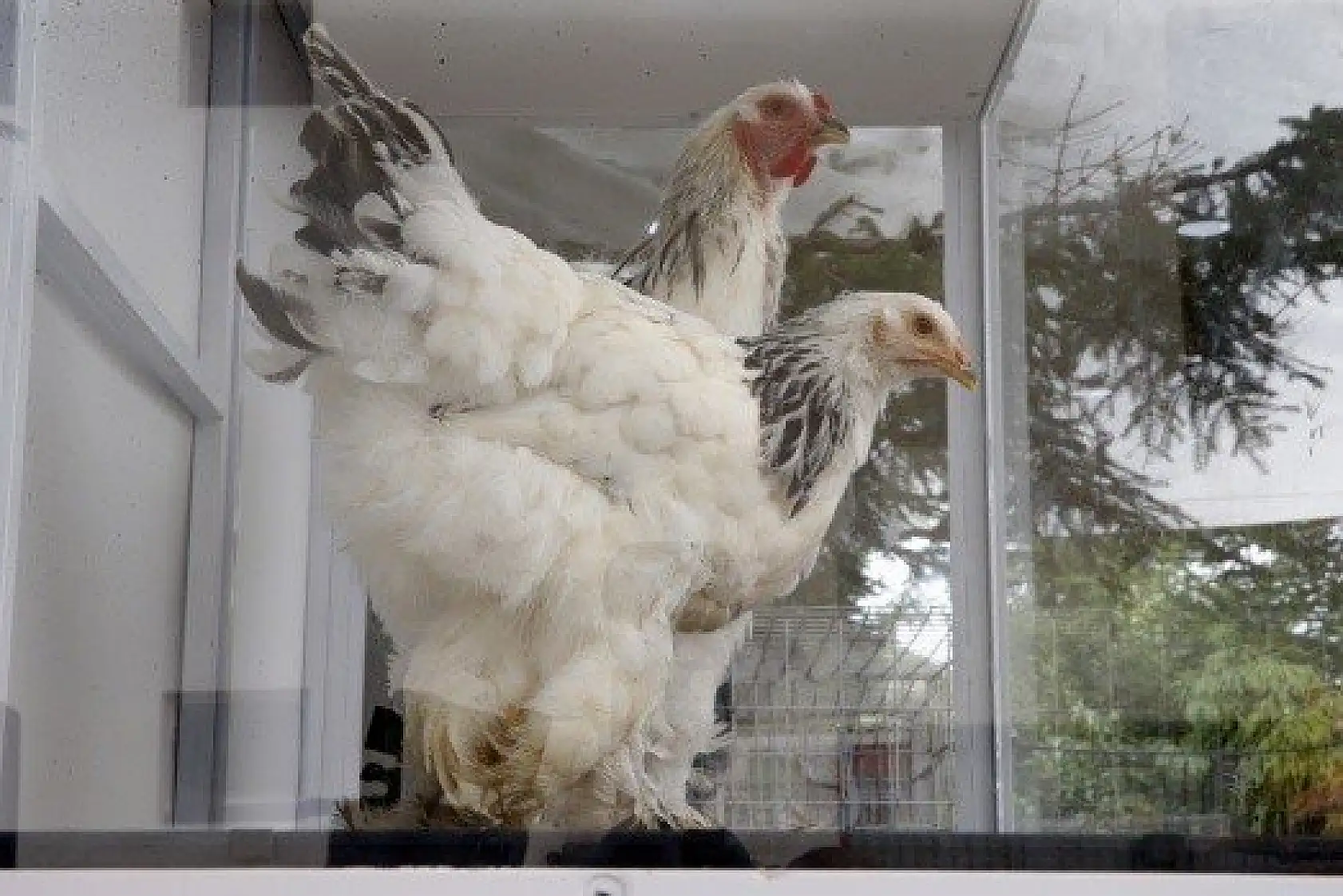 Horoz-tavuk çifti için müzayedede 30 bin 461 lira