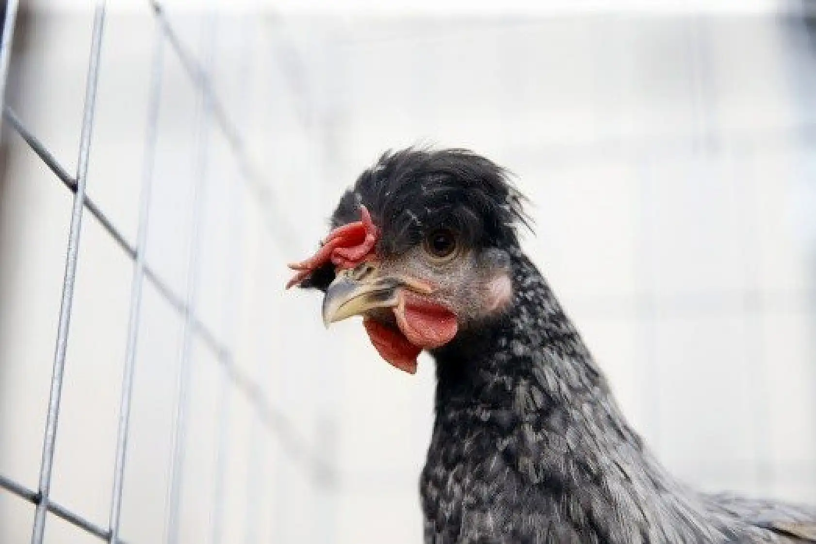 Horoz-tavuk çifti için müzayedede 30 bin 461 lira