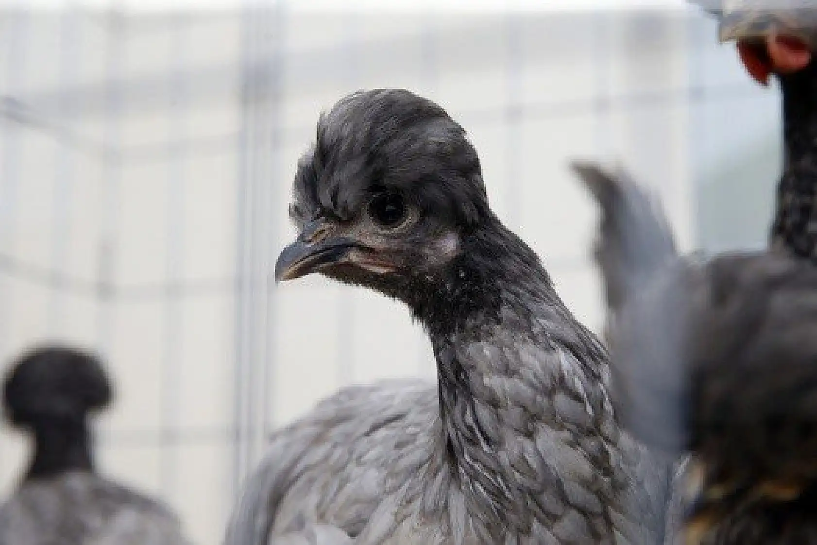 Horoz-tavuk çifti için müzayedede 30 bin 461 lira