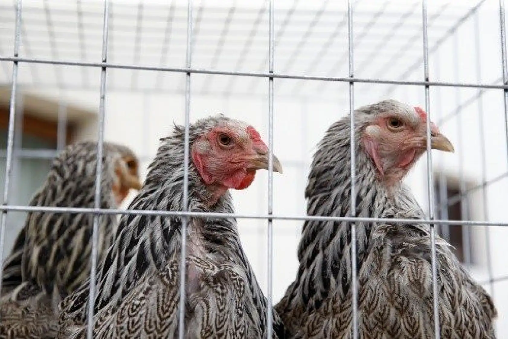 Horoz-tavuk çifti için müzayedede 30 bin 461 lira