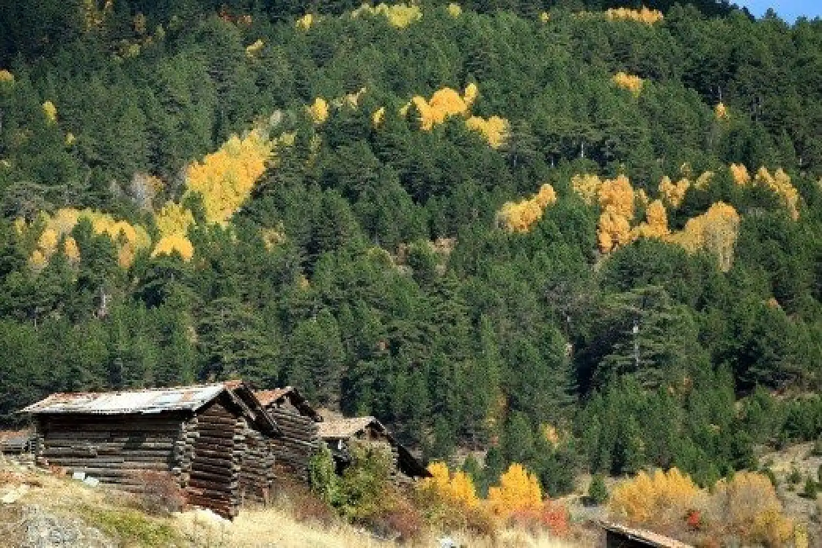Anadolu'nun &quotYüce Dağı" Ilgaz rengarenk