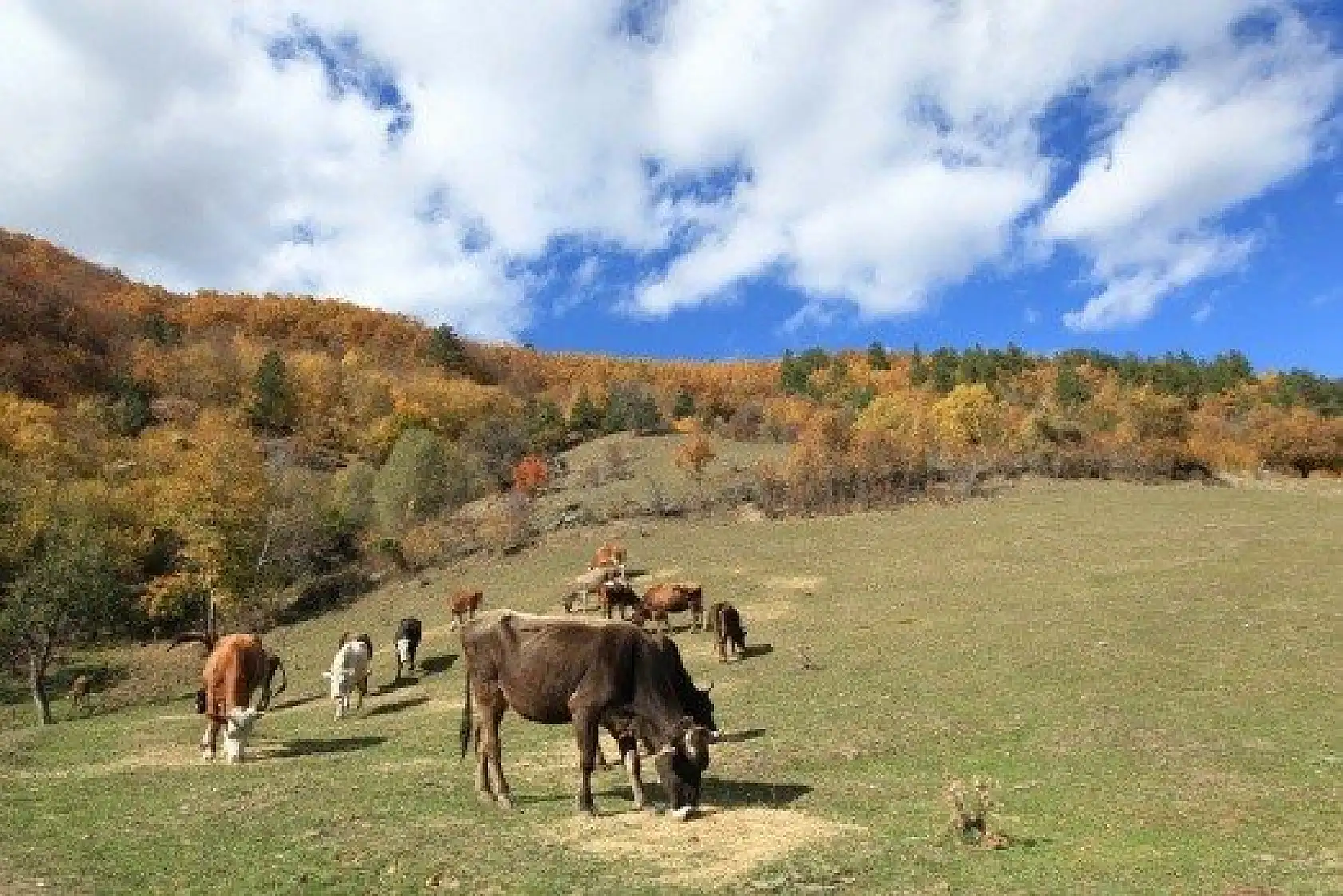 Anadolu'nun &quotYüce Dağı" Ilgaz rengarenk