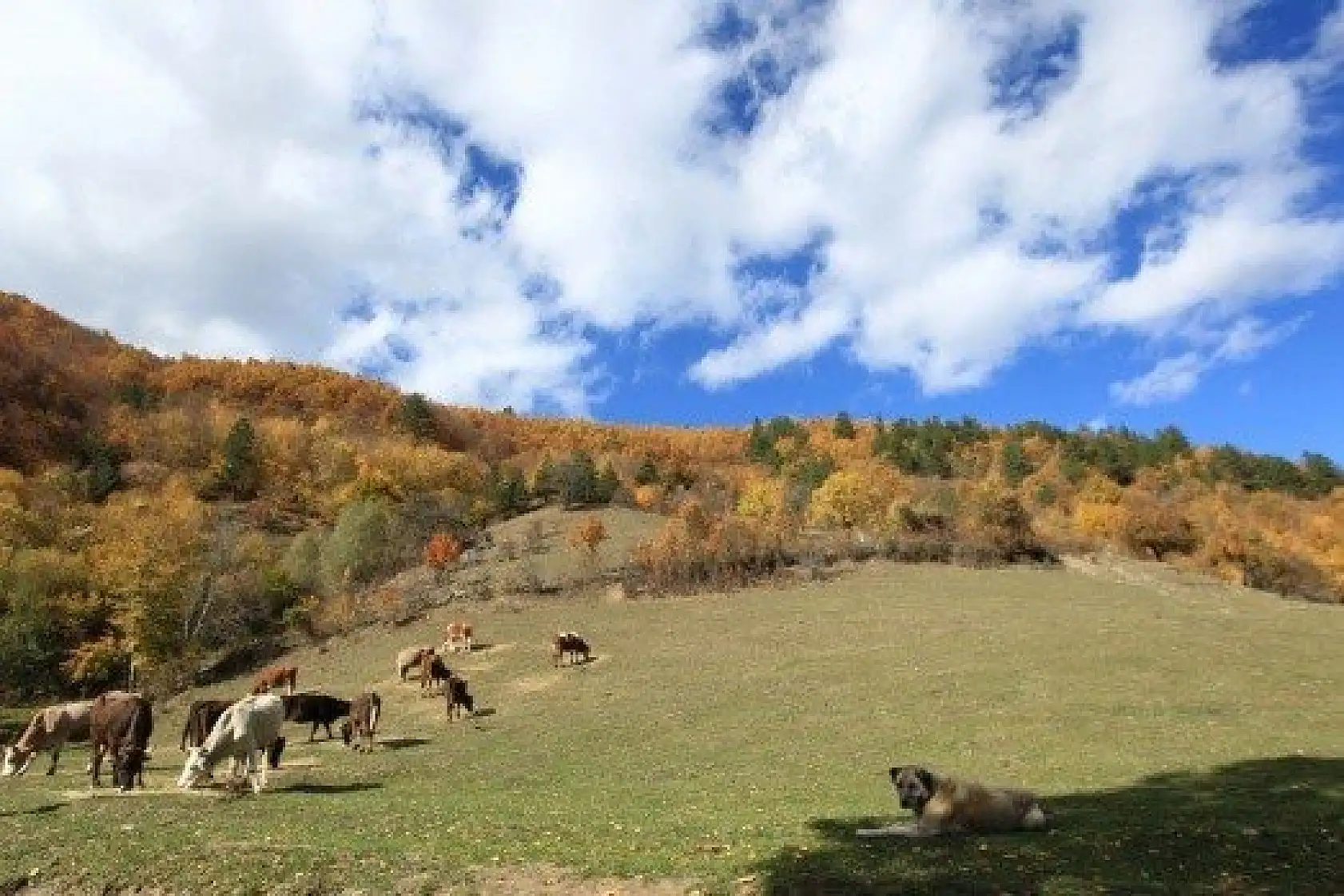 Anadolu'nun &quotYüce Dağı" Ilgaz rengarenk