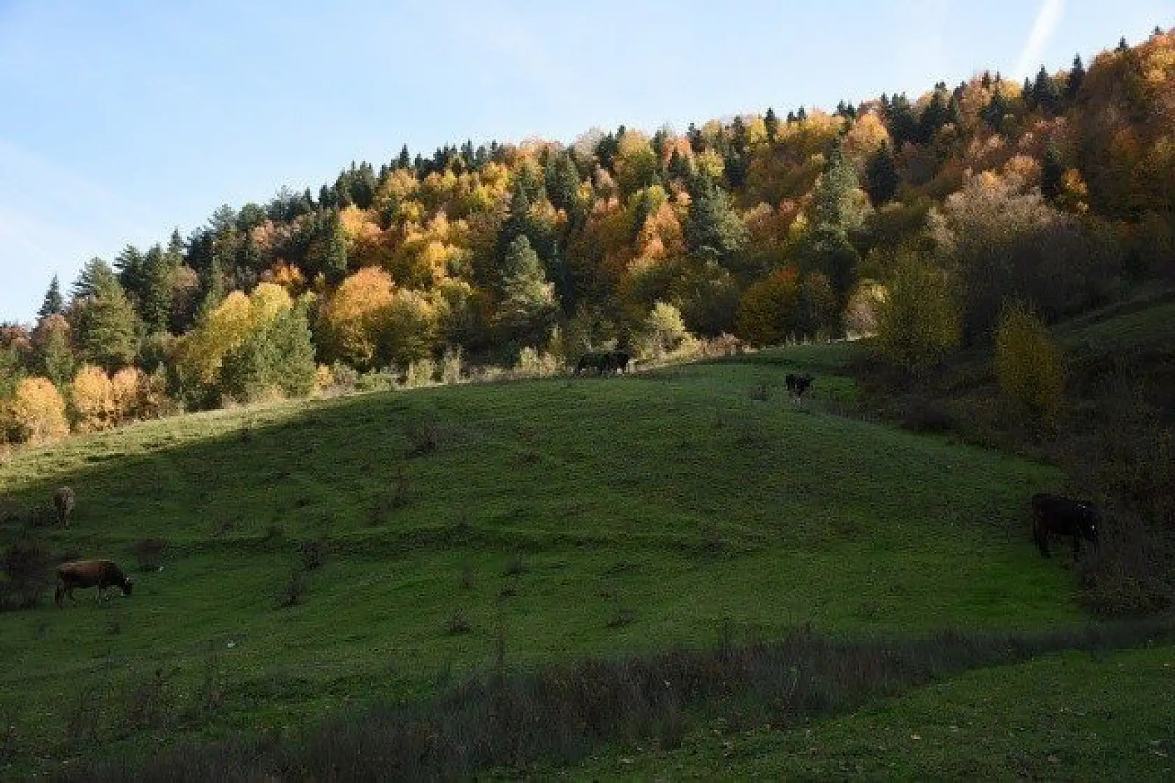 Küre Dağları Milli Parkı'nda sonbahar