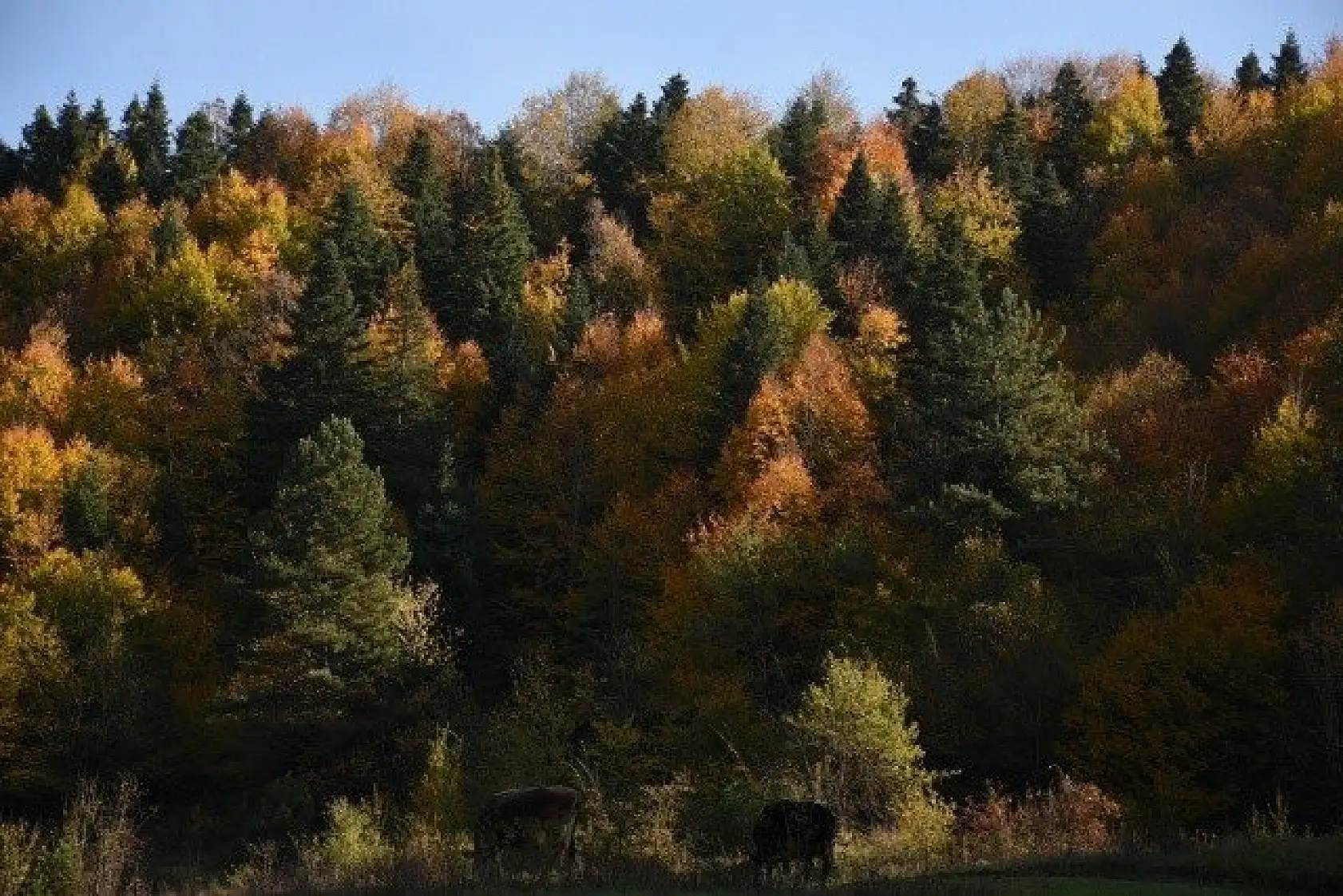 Küre Dağları Milli Parkı'nda sonbahar