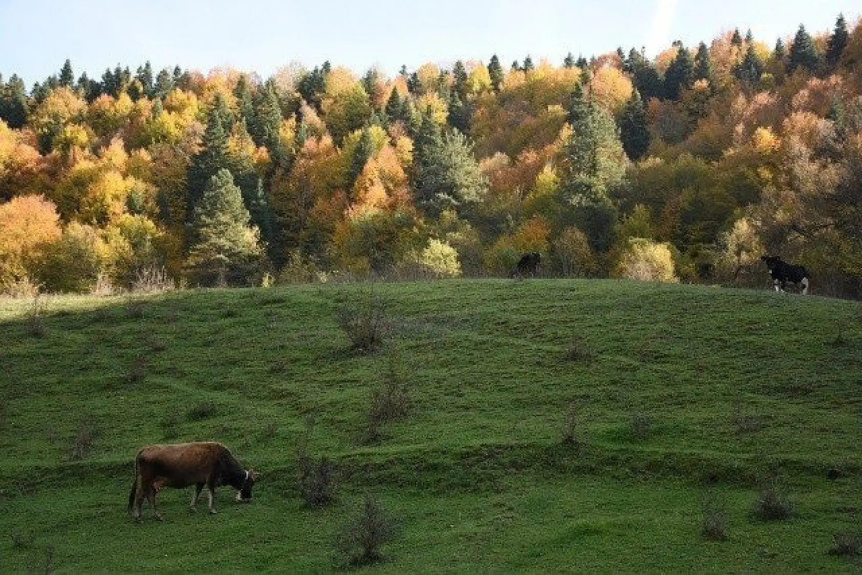 Küre Dağları Milli Parkı'nda sonbahar