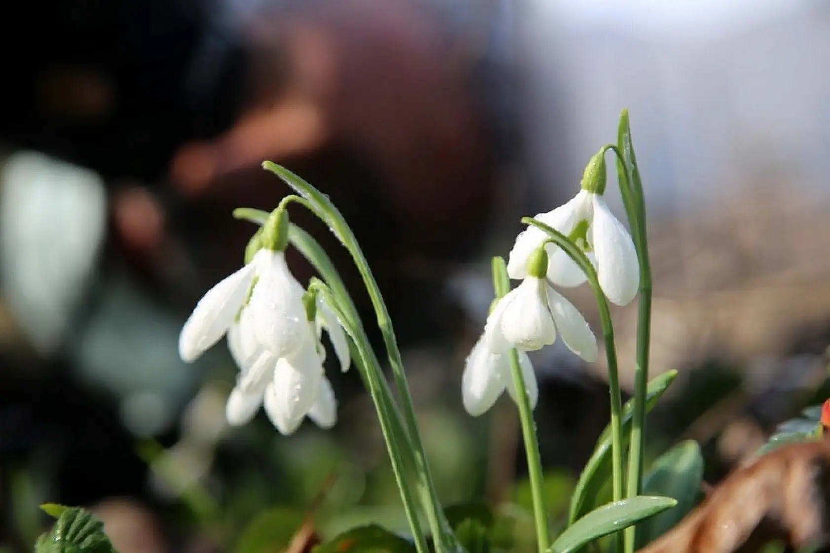 Küre Dağları'nda kardelenler karsız açtı
