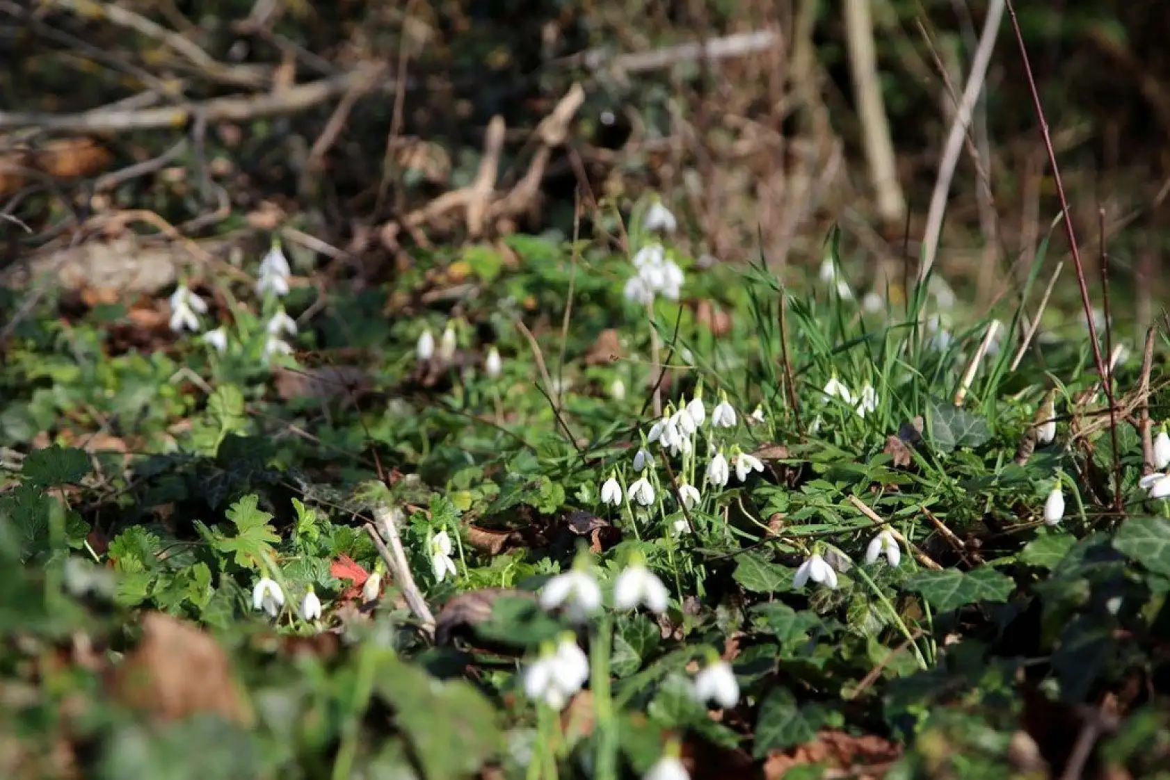 Küre Dağları'nda kardelenler karsız açtı