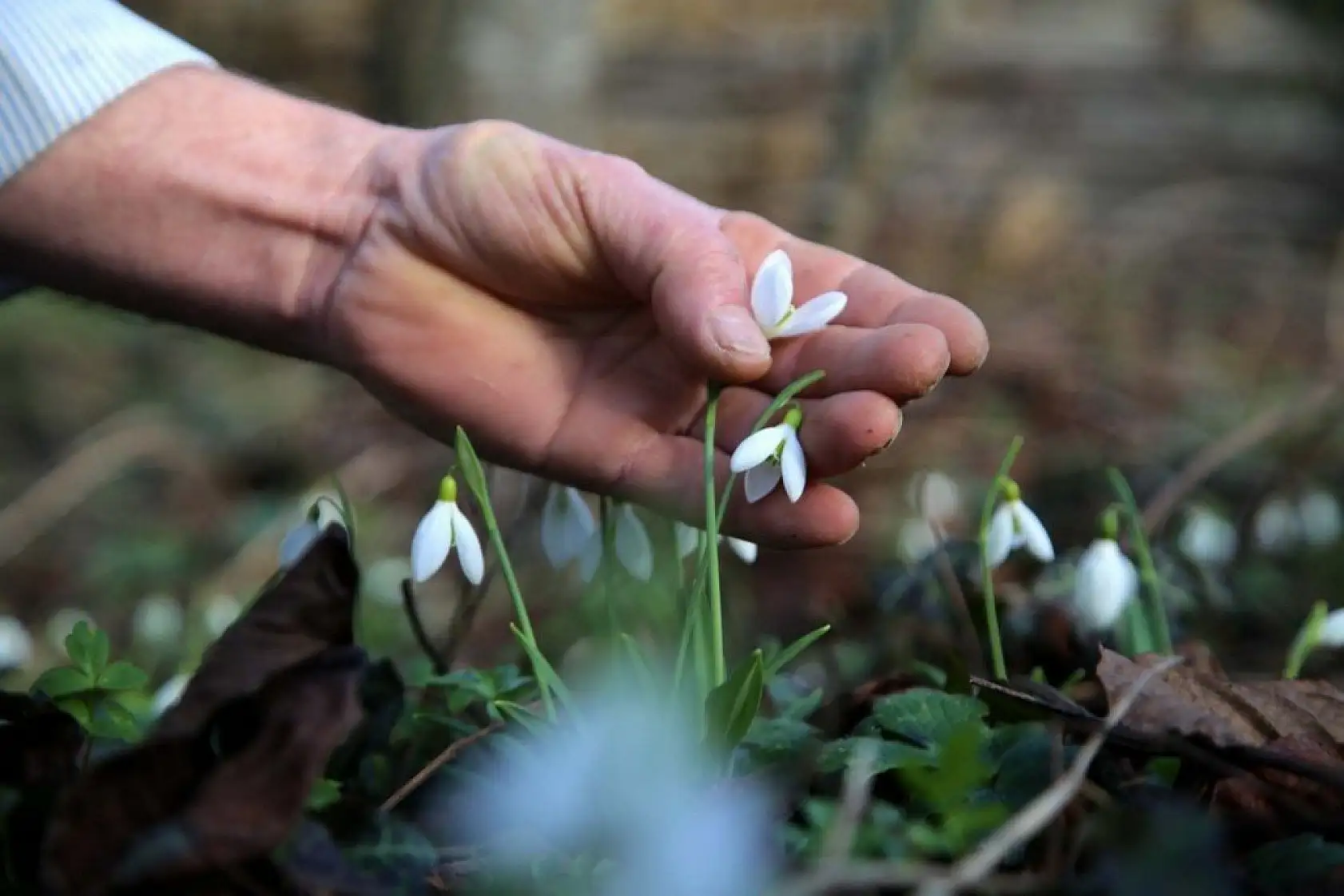 Küre Dağları'nda kardelenler karsız açtı