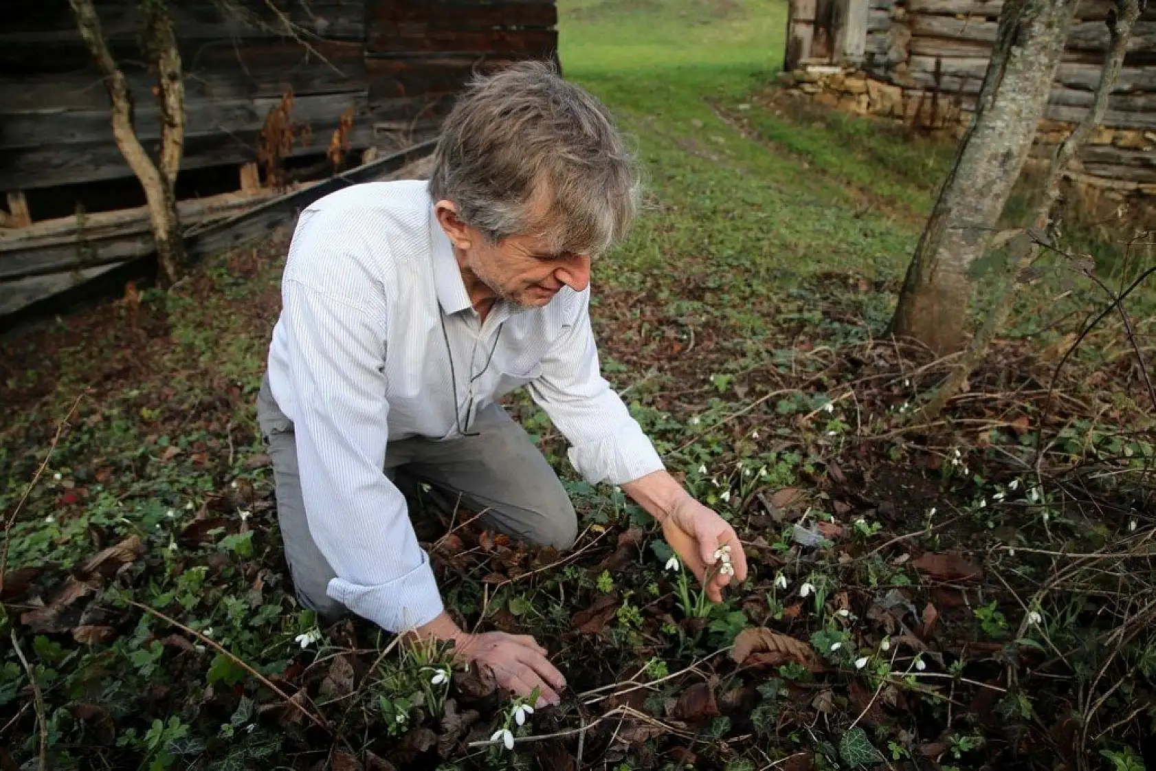 Küre Dağları'nda kardelenler karsız açtı