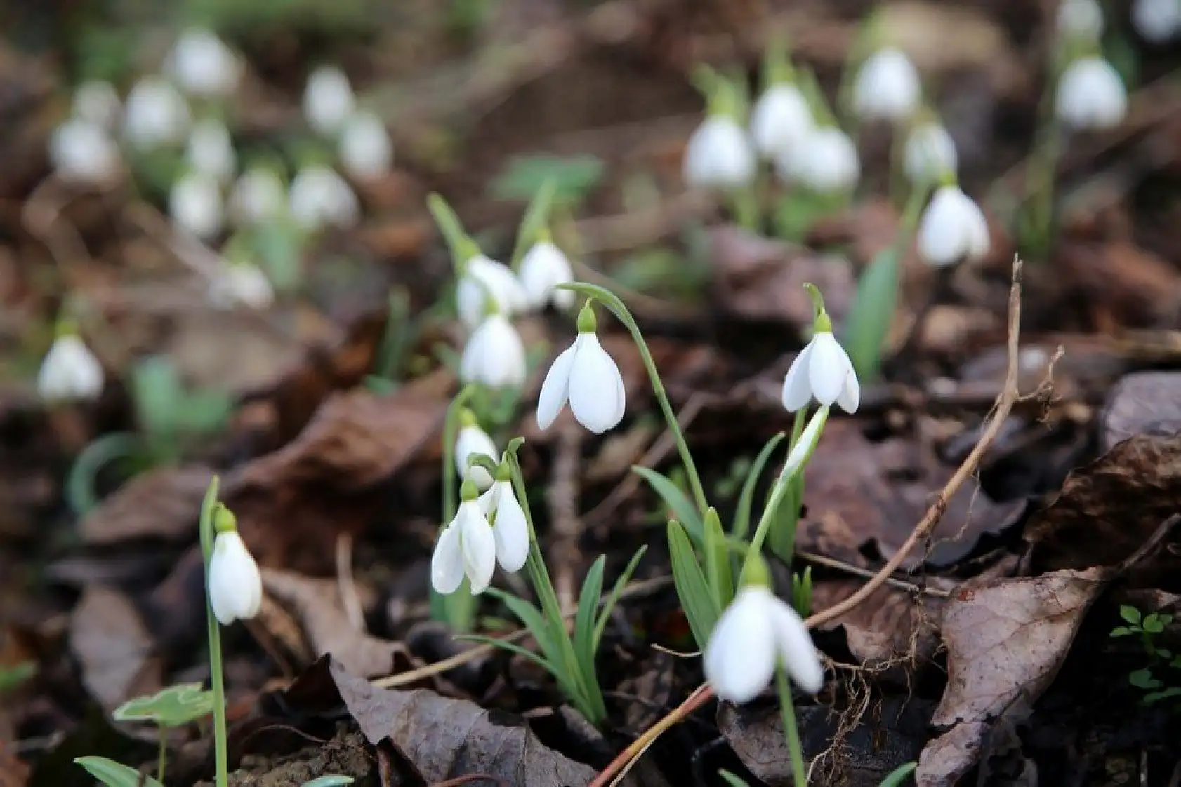 Küre Dağları'nda kardelenler karsız açtı