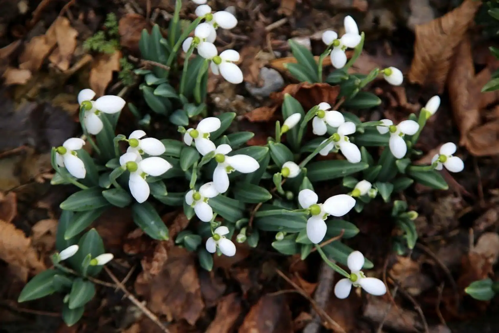 Küre Dağları'nda kardelenler karsız açtı