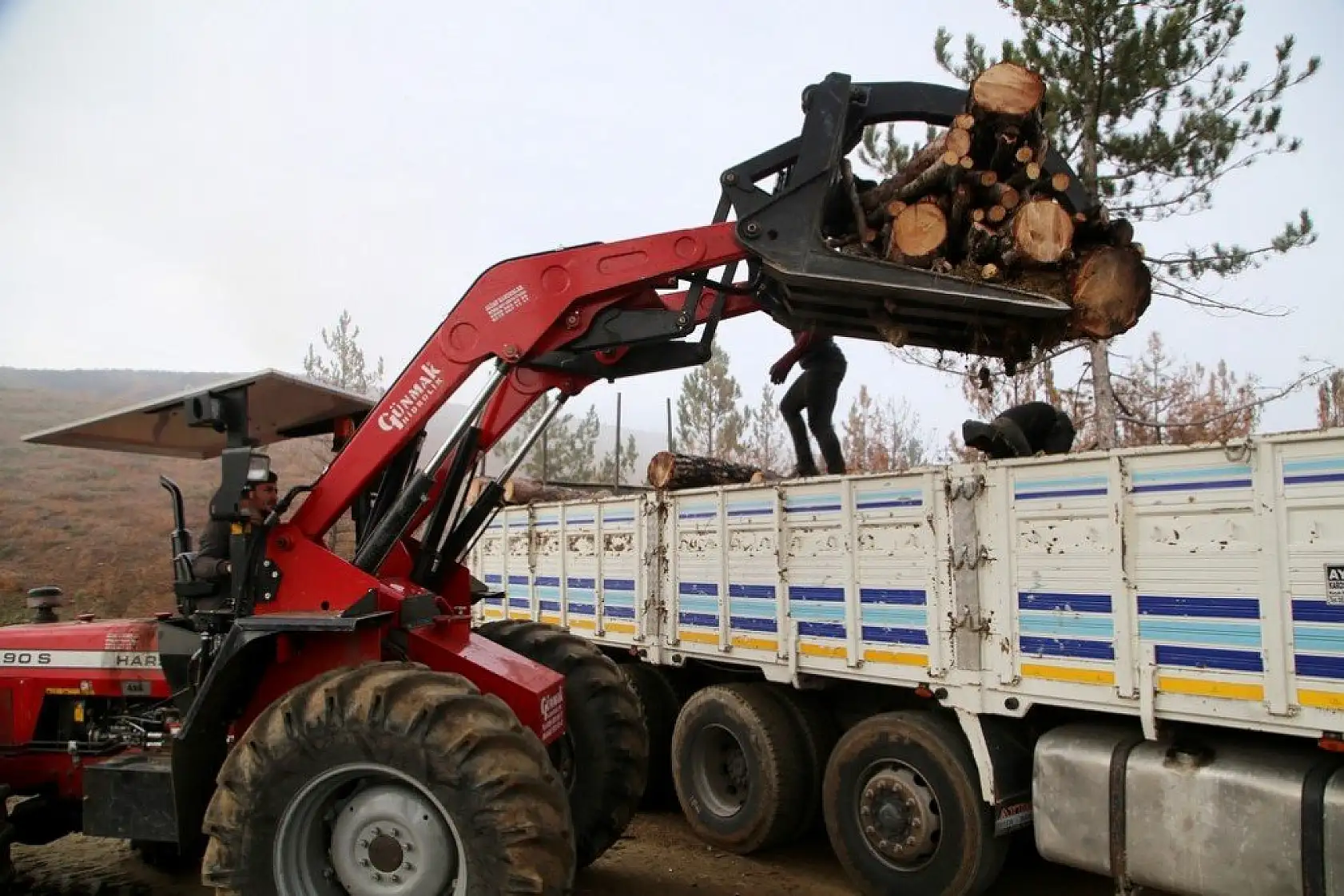 Yanan alanlara yeniden 'can vermek' için çalışıyorlar