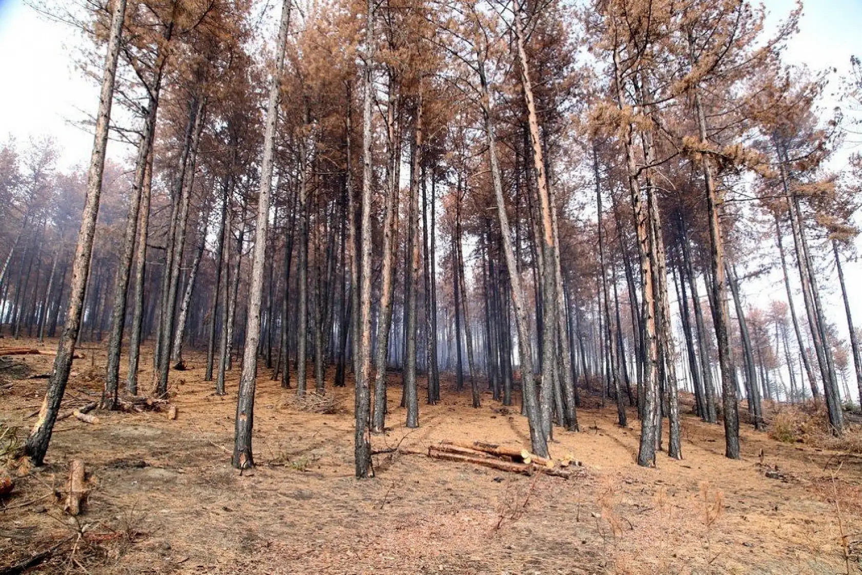 Yanan alanlara yeniden 'can vermek' için çalışıyorlar