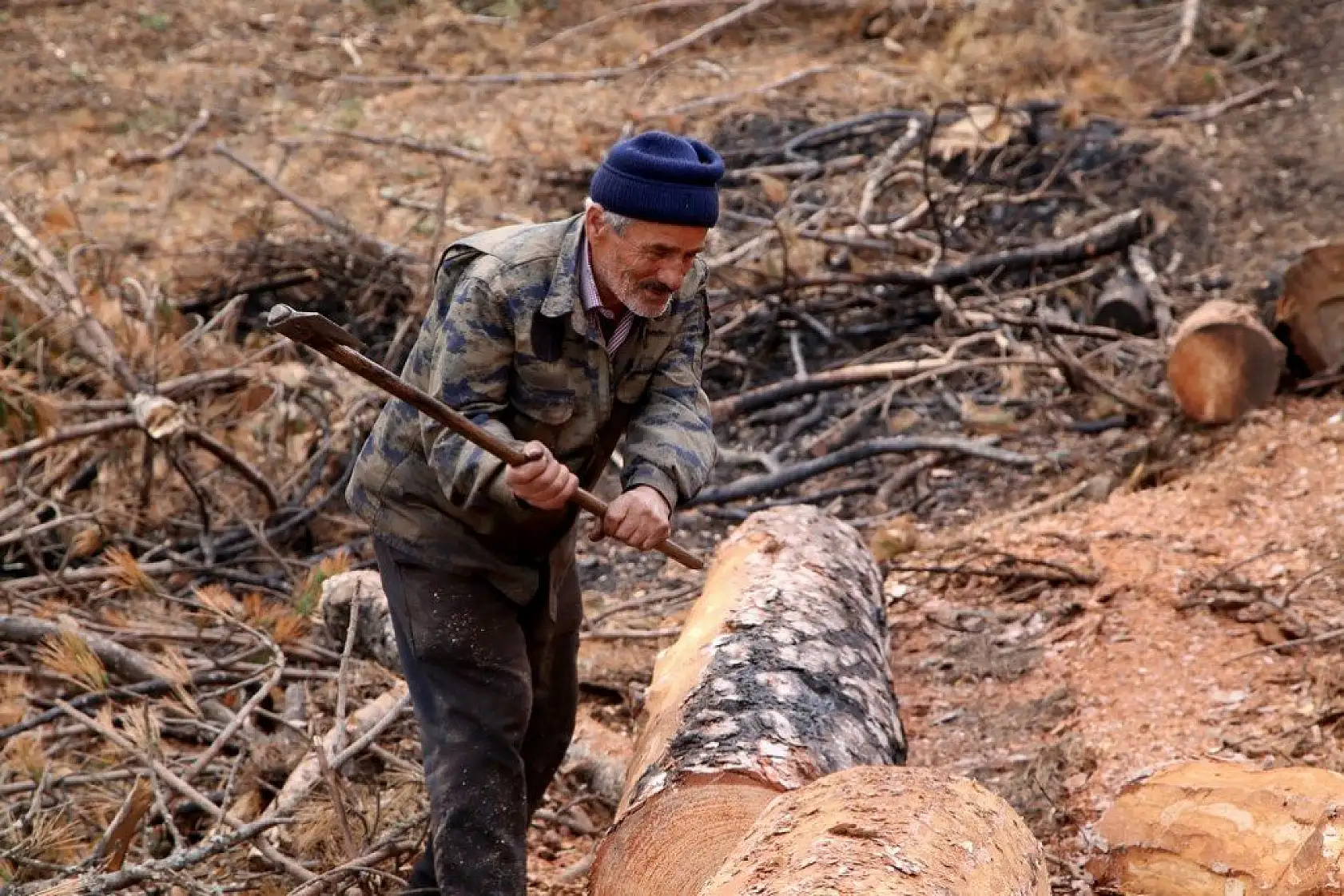 Yanan alanlara yeniden 'can vermek' için çalışıyorlar