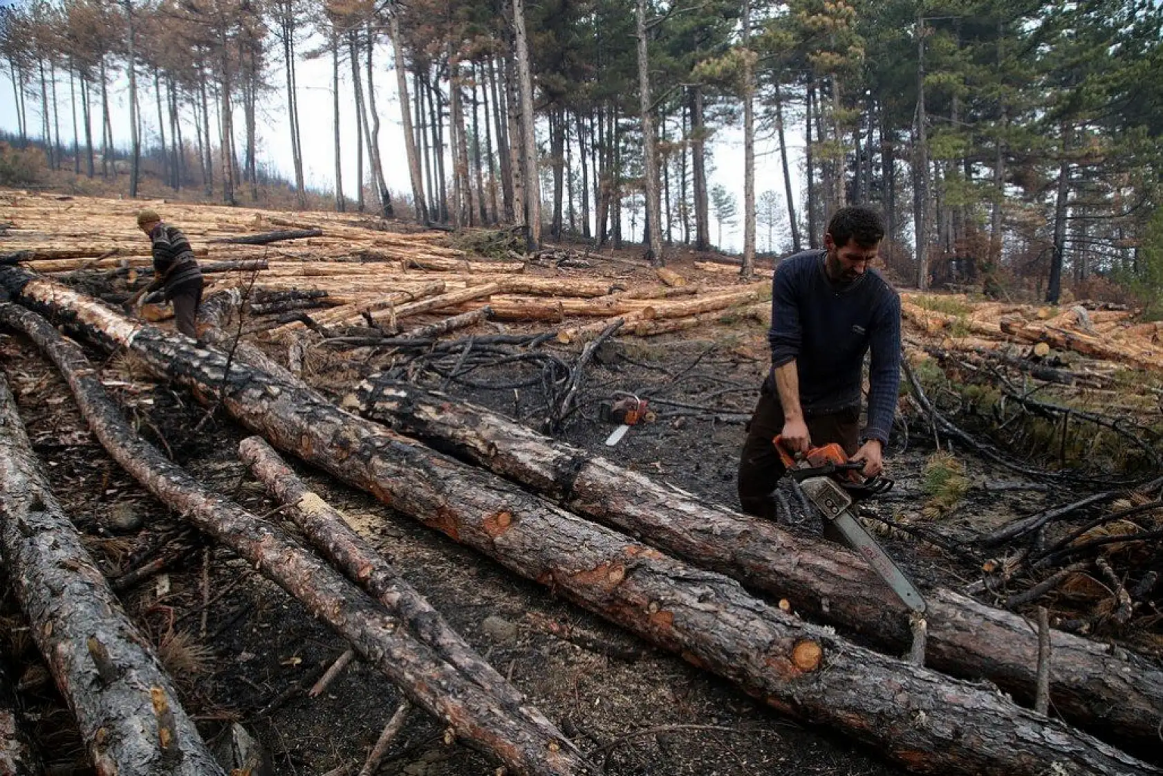 Yanan alanlara yeniden 'can vermek' için çalışıyorlar