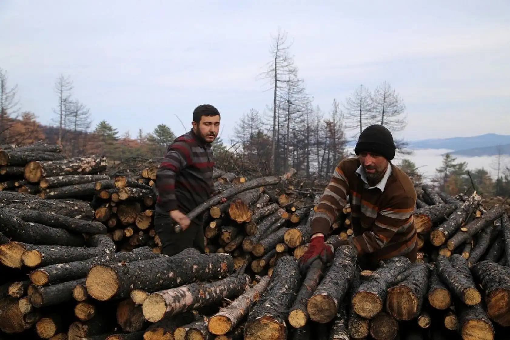 Yanan alanlara yeniden 'can vermek' için çalışıyorlar