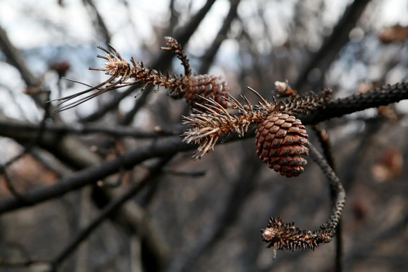 Yanan alanlara yeniden 'can vermek' için çalışıyorlar