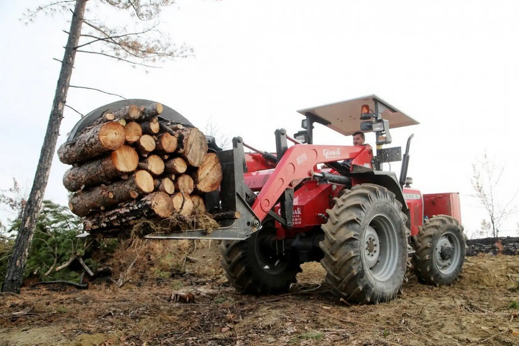 Yanan alanlara yeniden 'can vermek' için çalışıyorlar