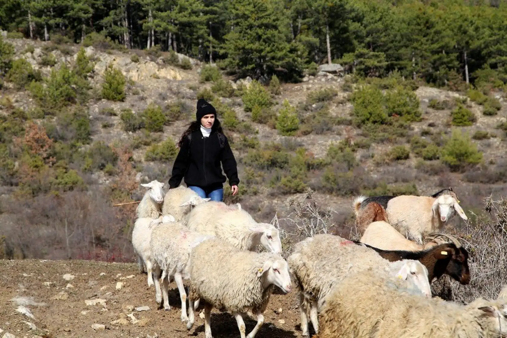 Uzaktan eğitim sürecinde köyünde koyun otlatıyor