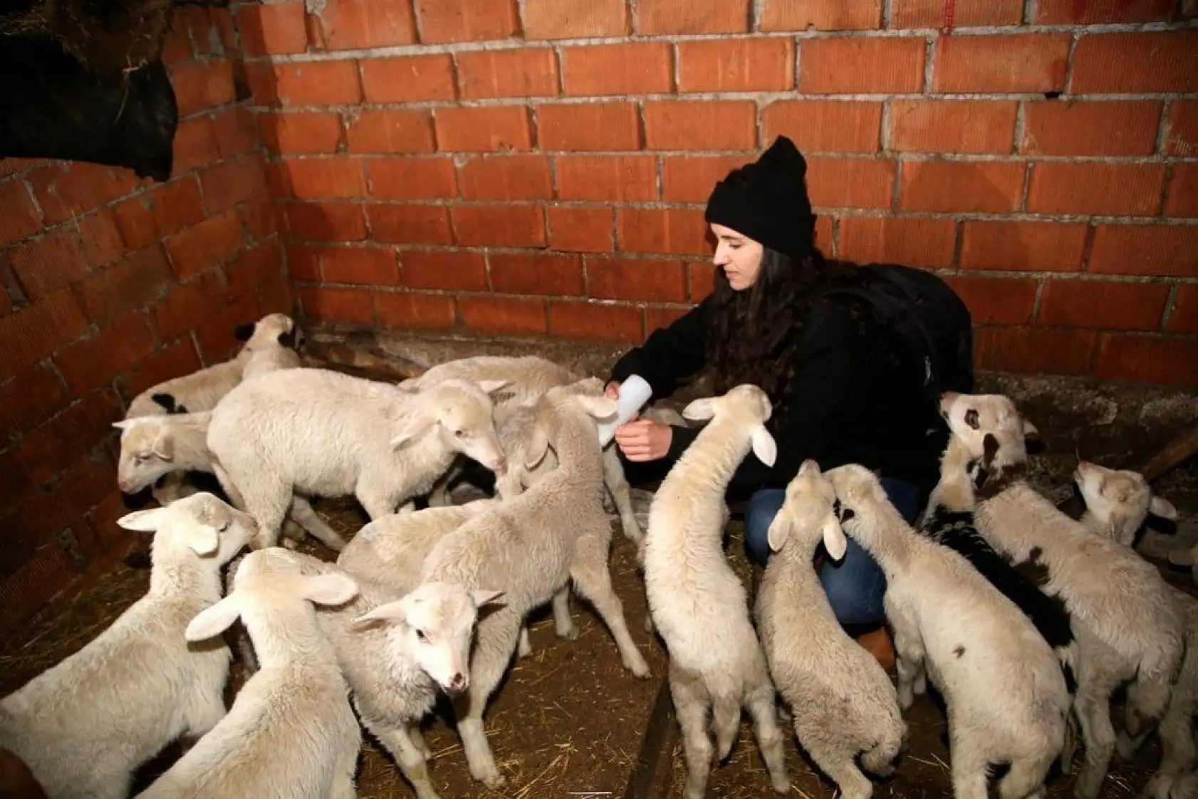 Uzaktan eğitim sürecinde köyünde koyun otlatıyor