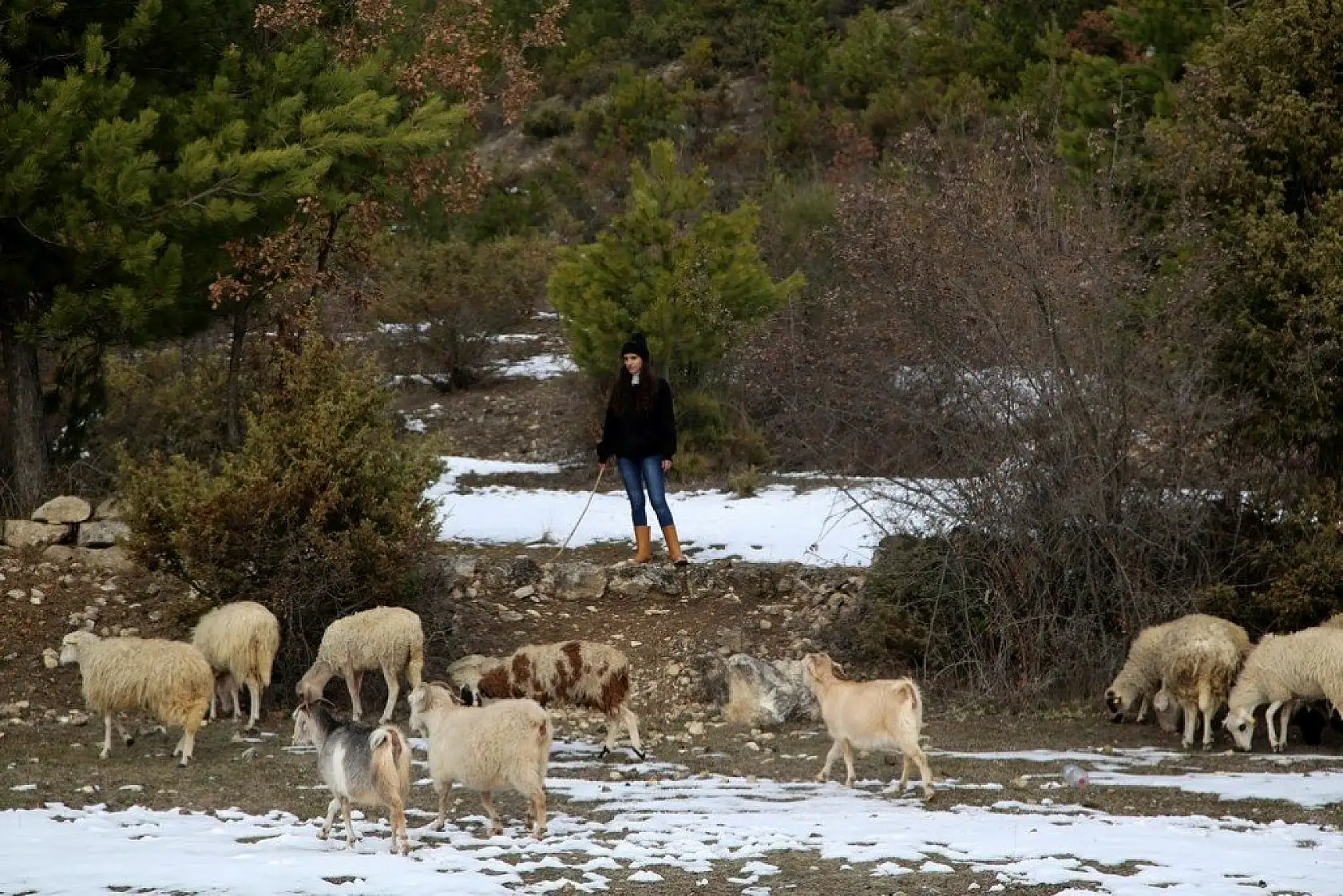 Uzaktan eğitim sürecinde köyünde koyun otlatıyor