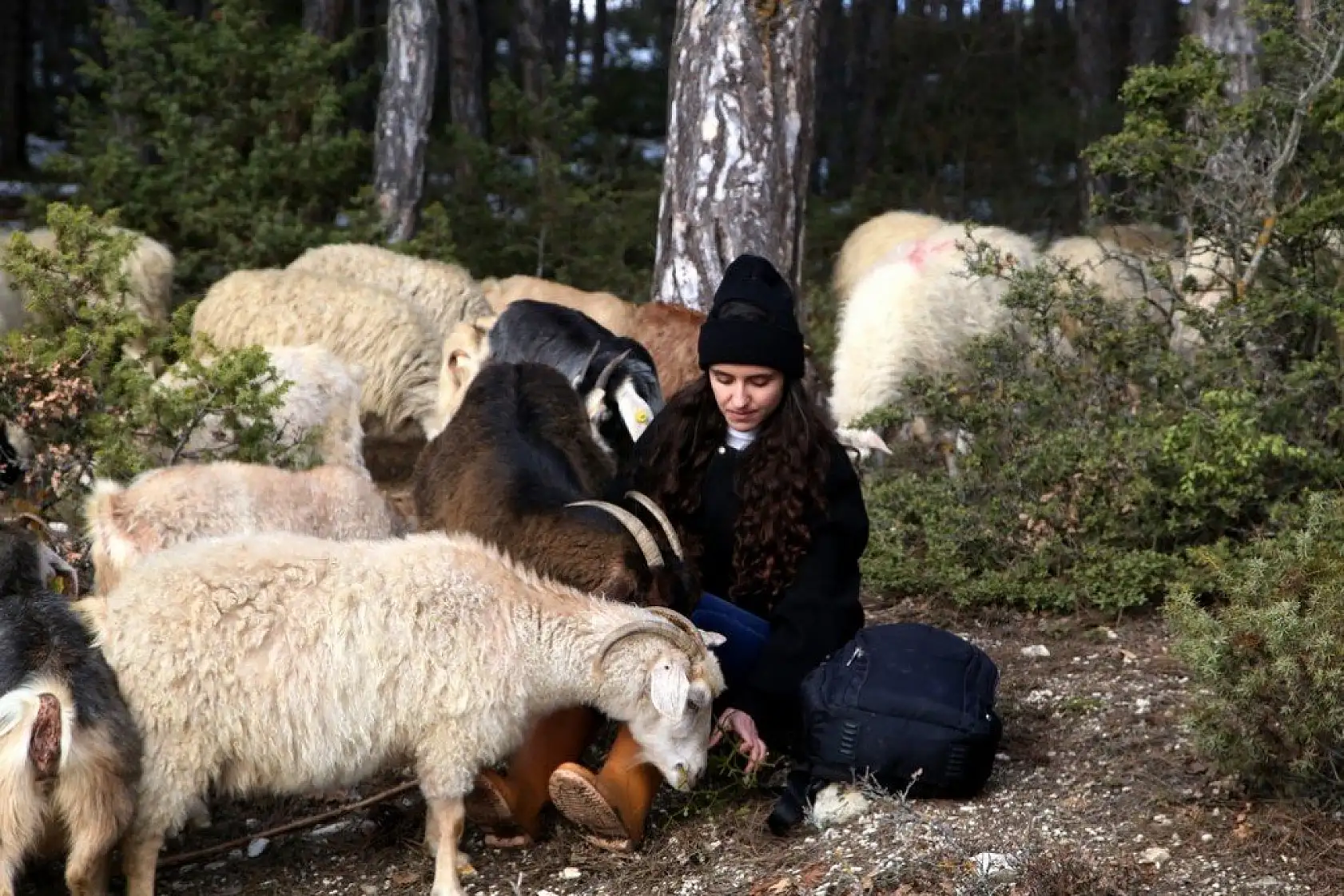 Uzaktan eğitim sürecinde köyünde koyun otlatıyor