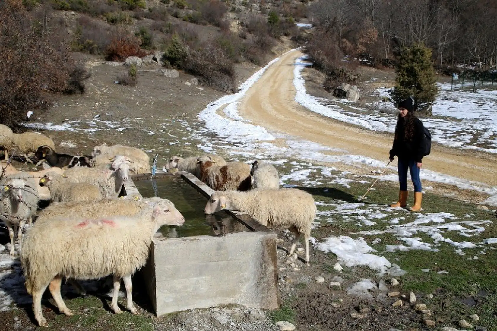 Uzaktan eğitim sürecinde köyünde koyun otlatıyor