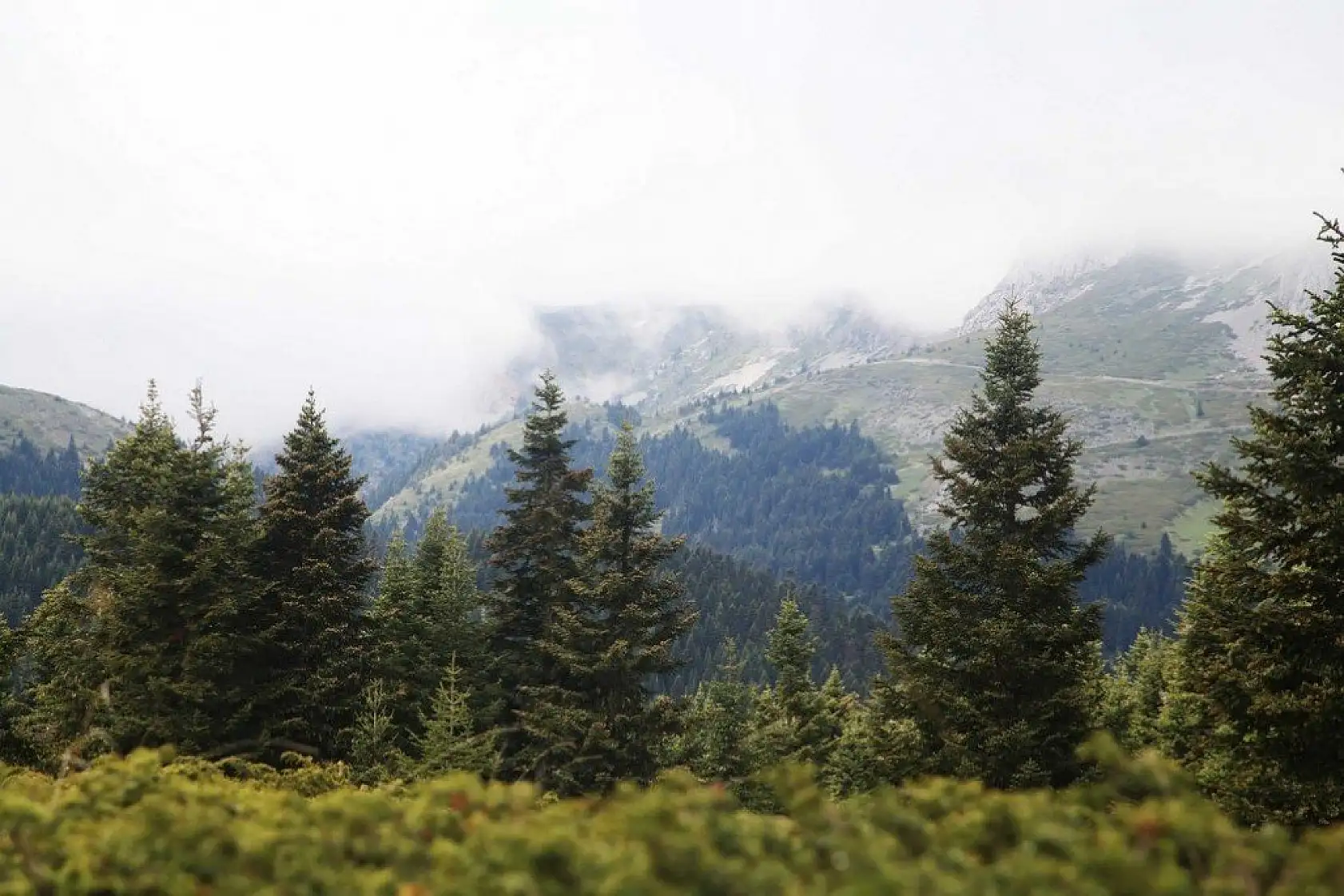 Ilgaz Dağı'nda sis görsel şölen sundu