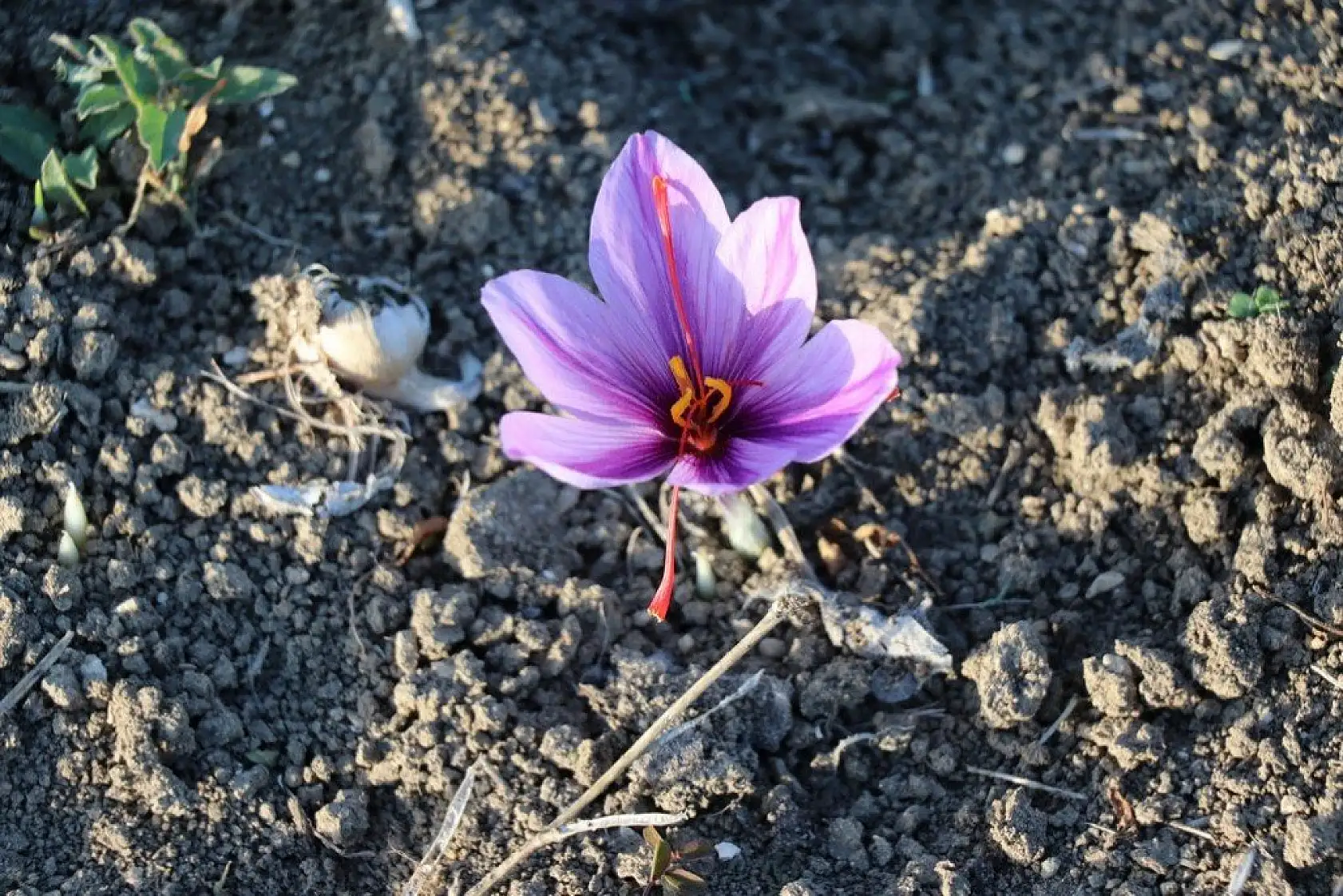 'Mucize bitki' safran çiçek açtı