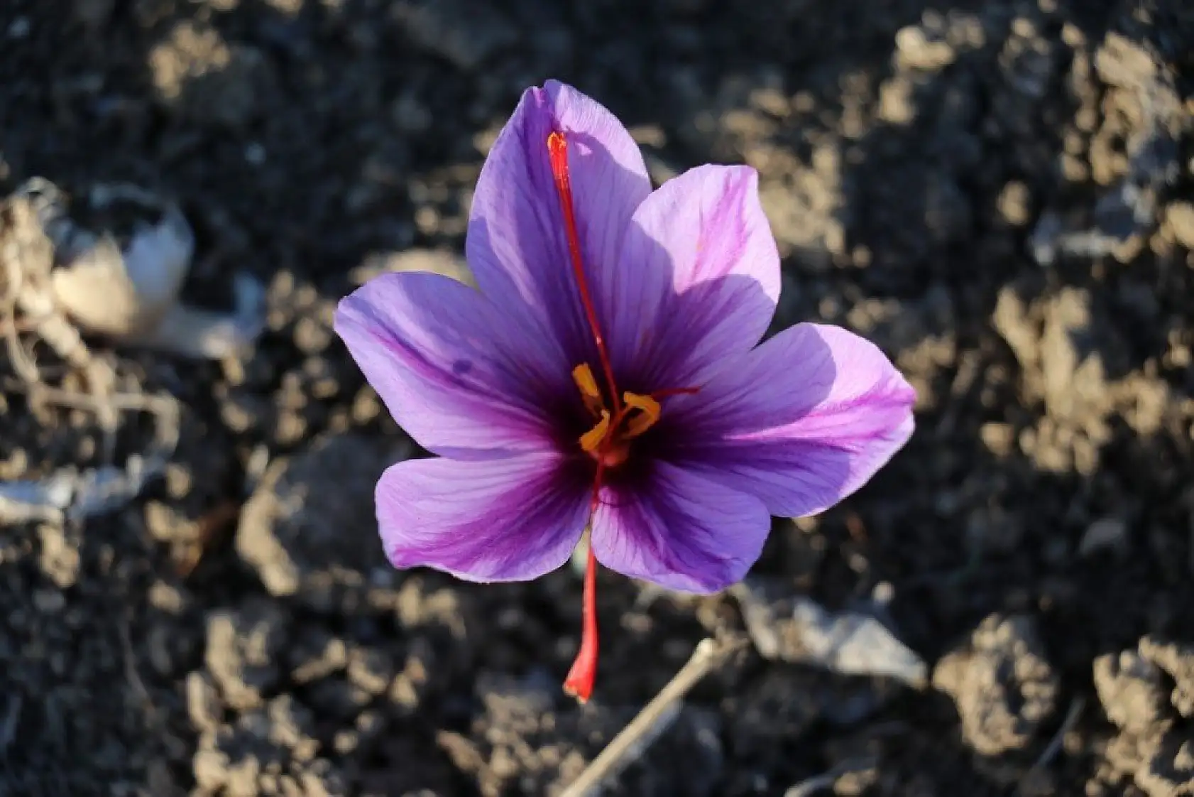 'Mucize bitki' safran çiçek açtı