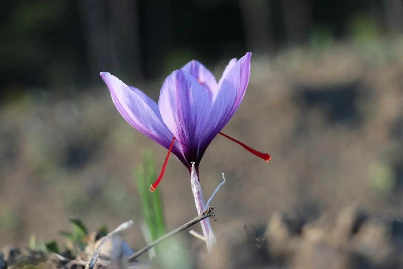 'Mucize bitki' safran çiçek açtı