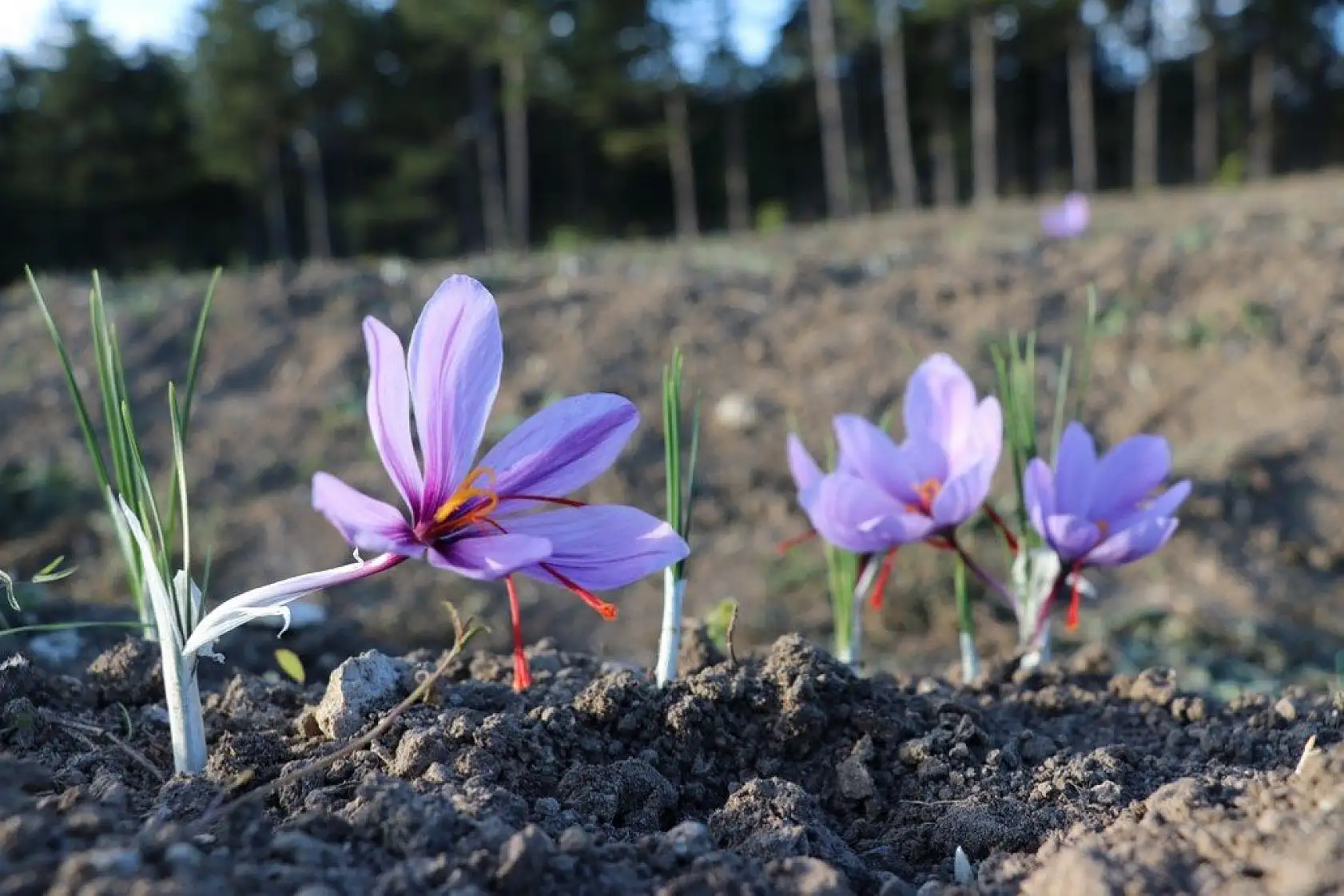 'Mucize bitki' safran çiçek açtı