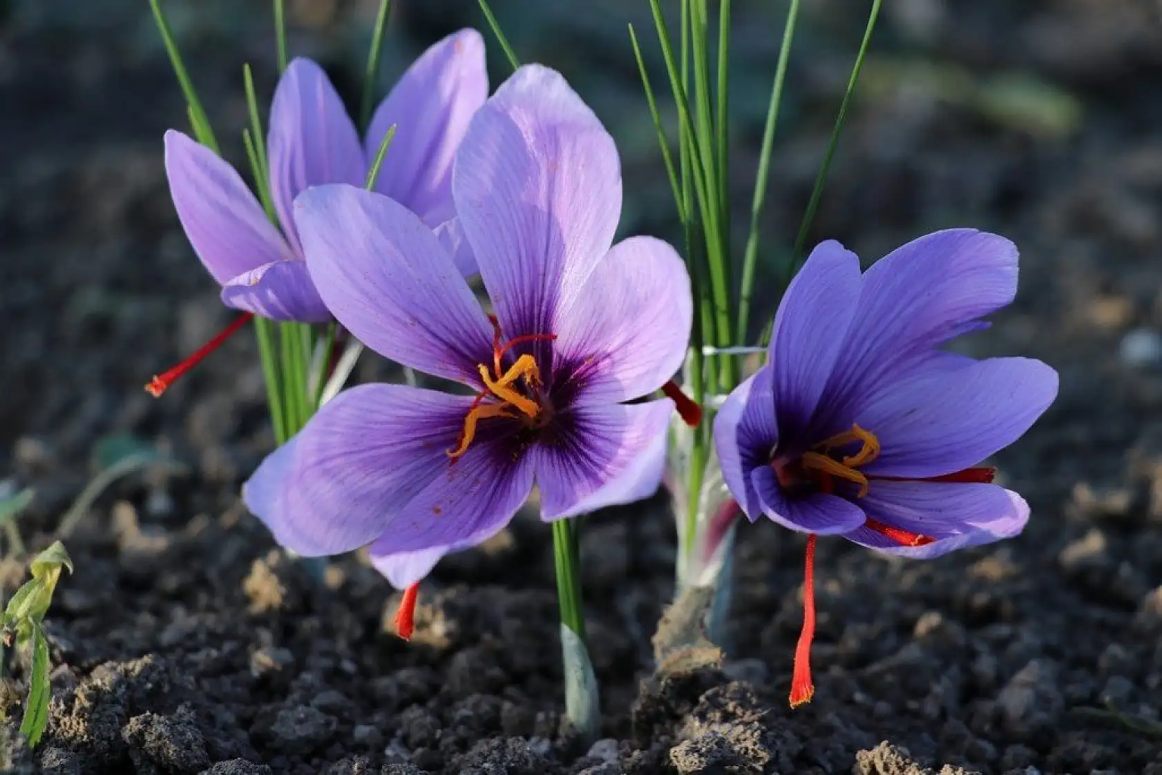 'Mucize bitki' safran çiçek açtı