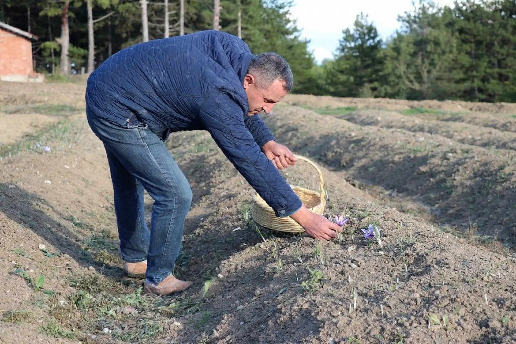 'Mucize bitki' safran çiçek açtı