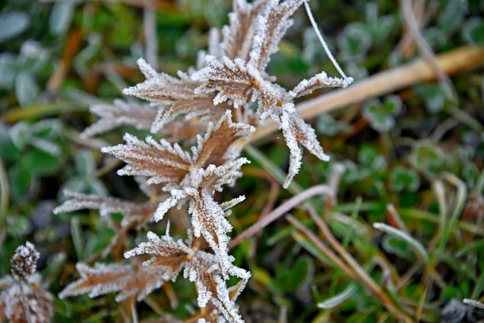 Sisle kaplanan Ilgaz Dağı havadan görüntülendi