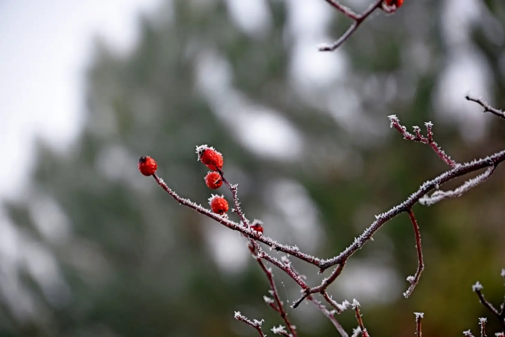 Sisle kaplanan Ilgaz Dağı havadan görüntülendi
