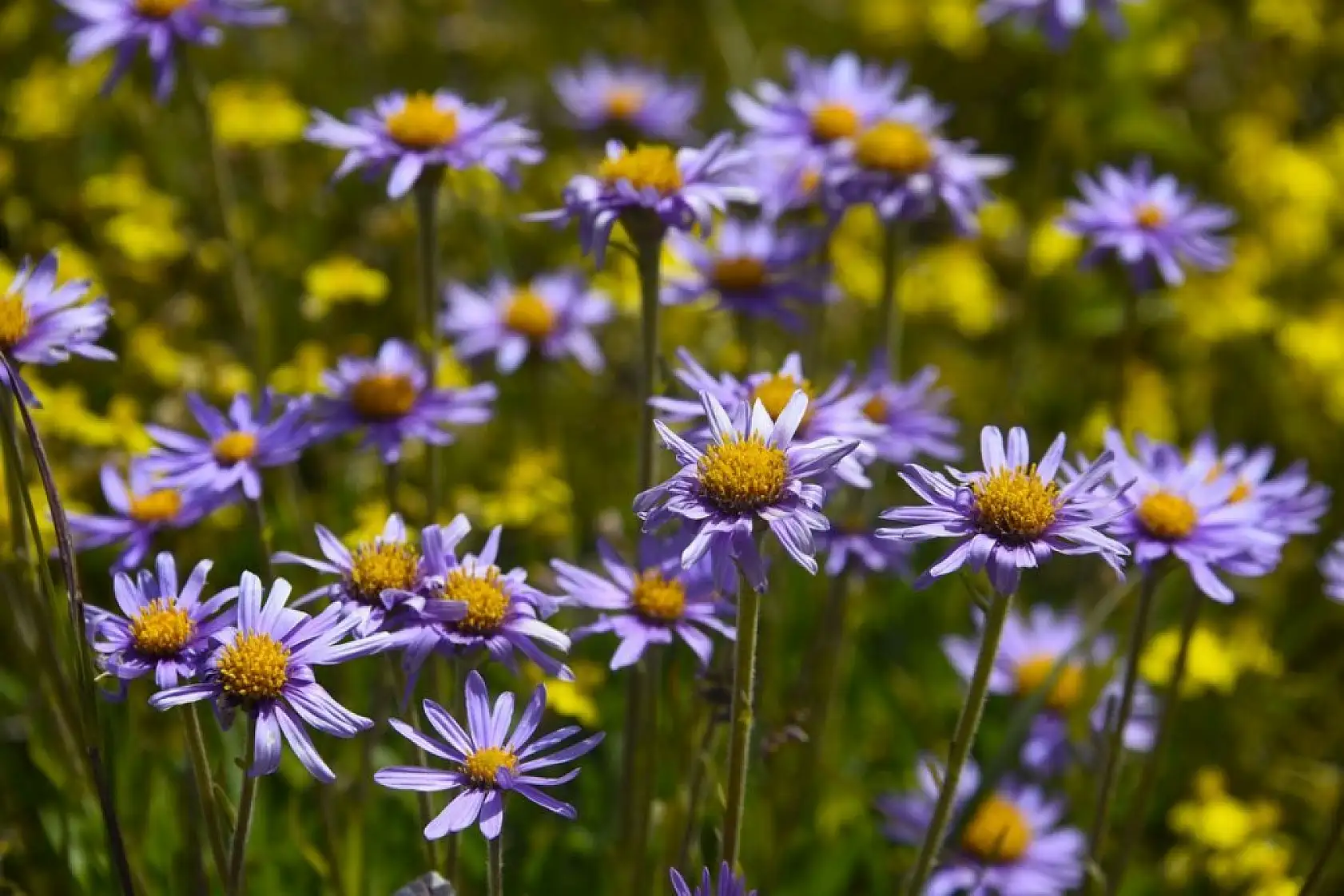 Ilgaz Dağı ağustosta ilkbaharı yaşıyor