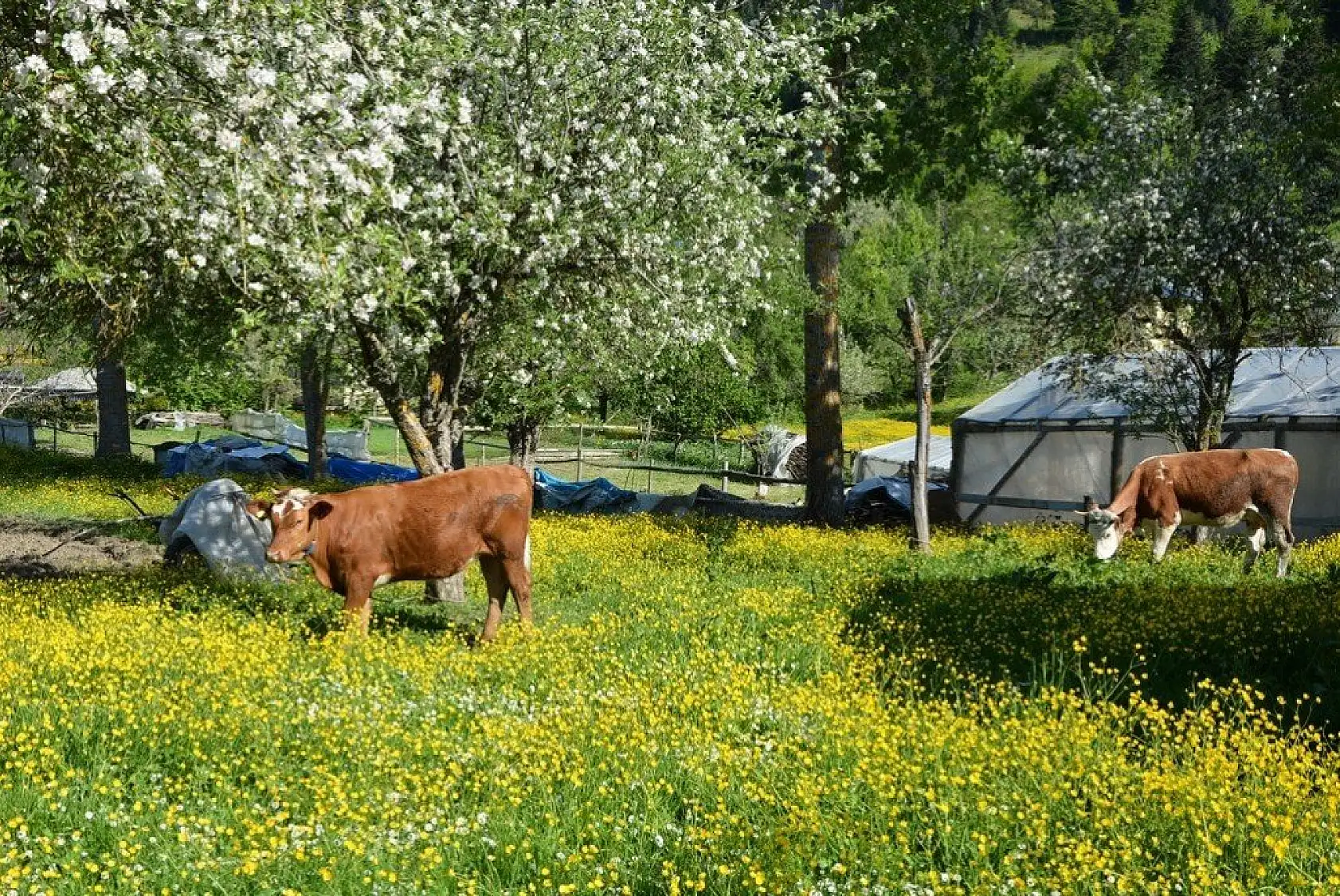 İnebolu'da sarı çiçekler görsel şölen oluşturdu