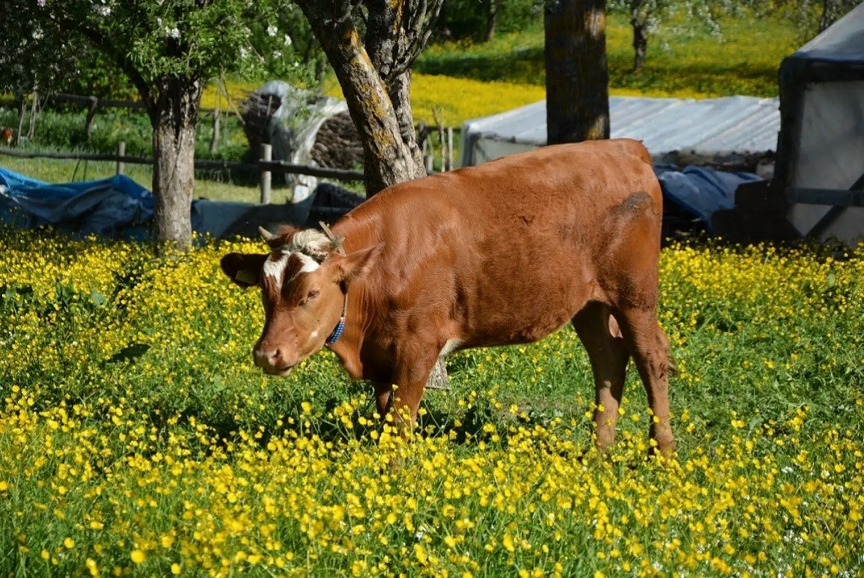 İnebolu'da sarı çiçekler görsel şölen oluşturdu