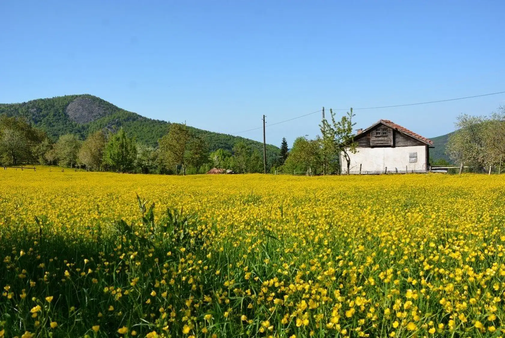 İnebolu'da sarı çiçekler görsel şölen oluşturdu