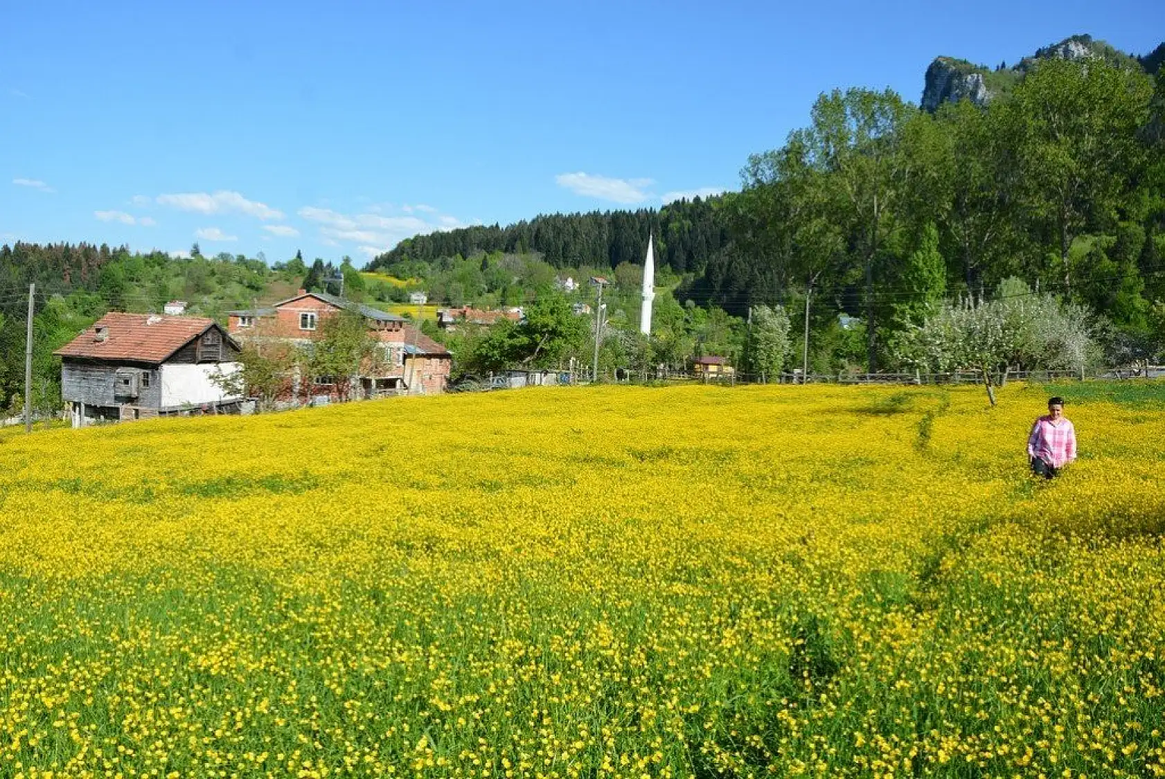 İnebolu'da sarı çiçekler görsel şölen oluşturdu
