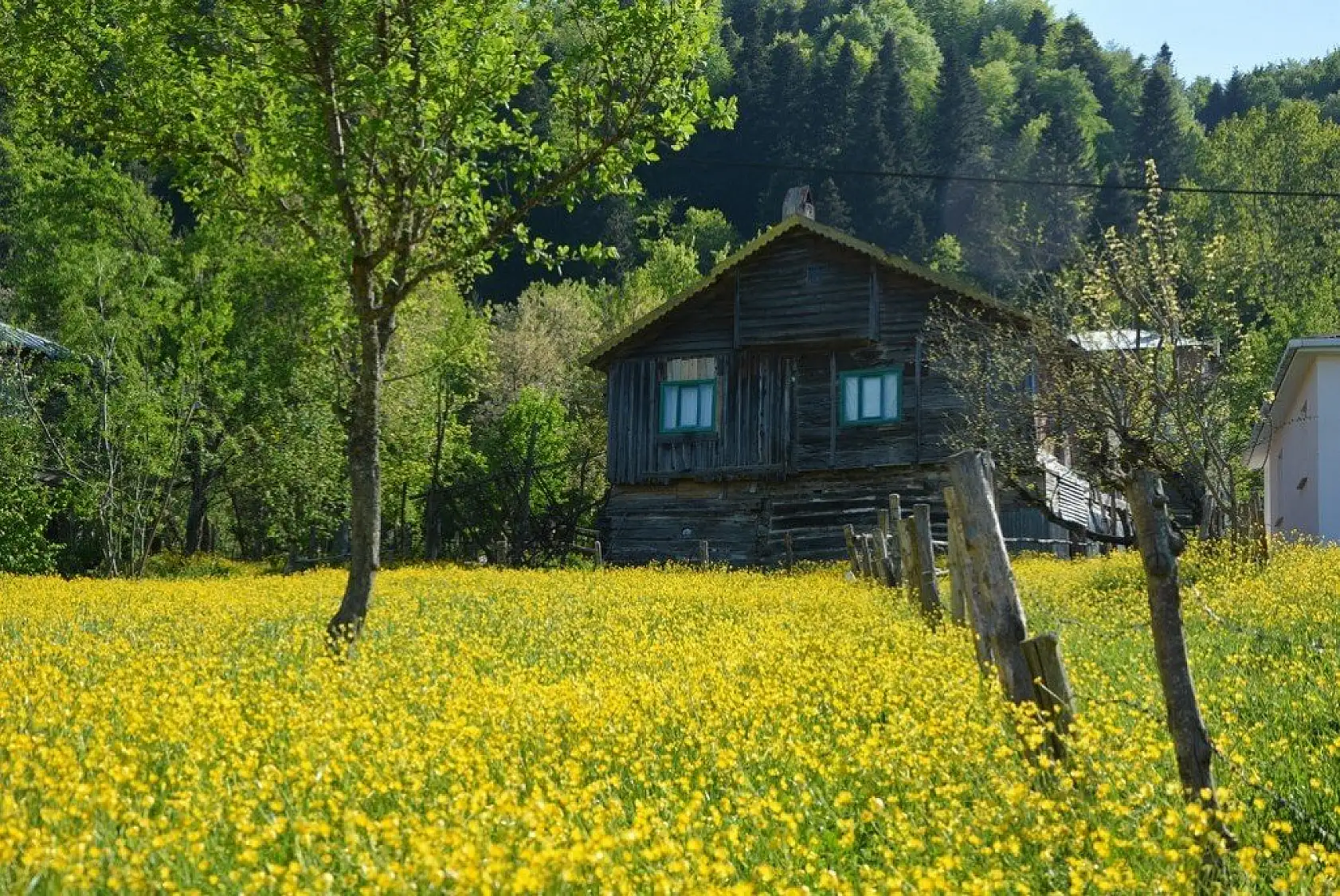 İnebolu'da sarı çiçekler görsel şölen oluşturdu