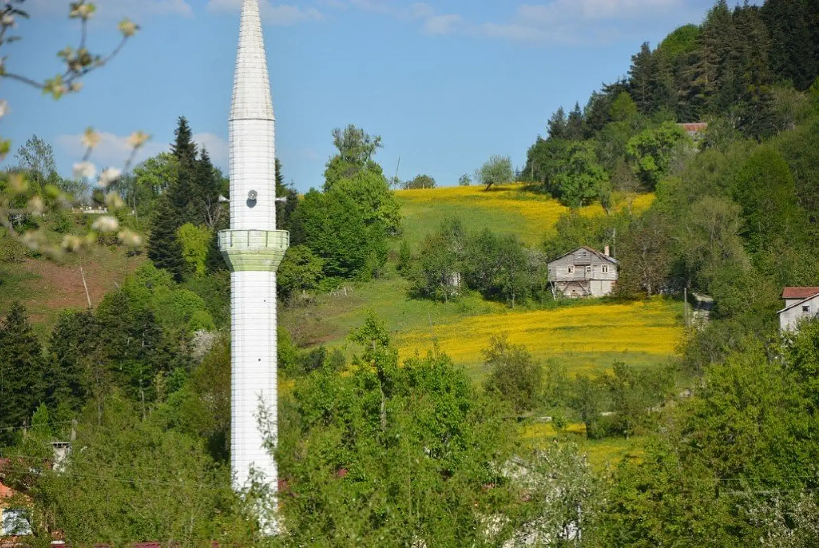 İnebolu'da sarı çiçekler görsel şölen oluşturdu